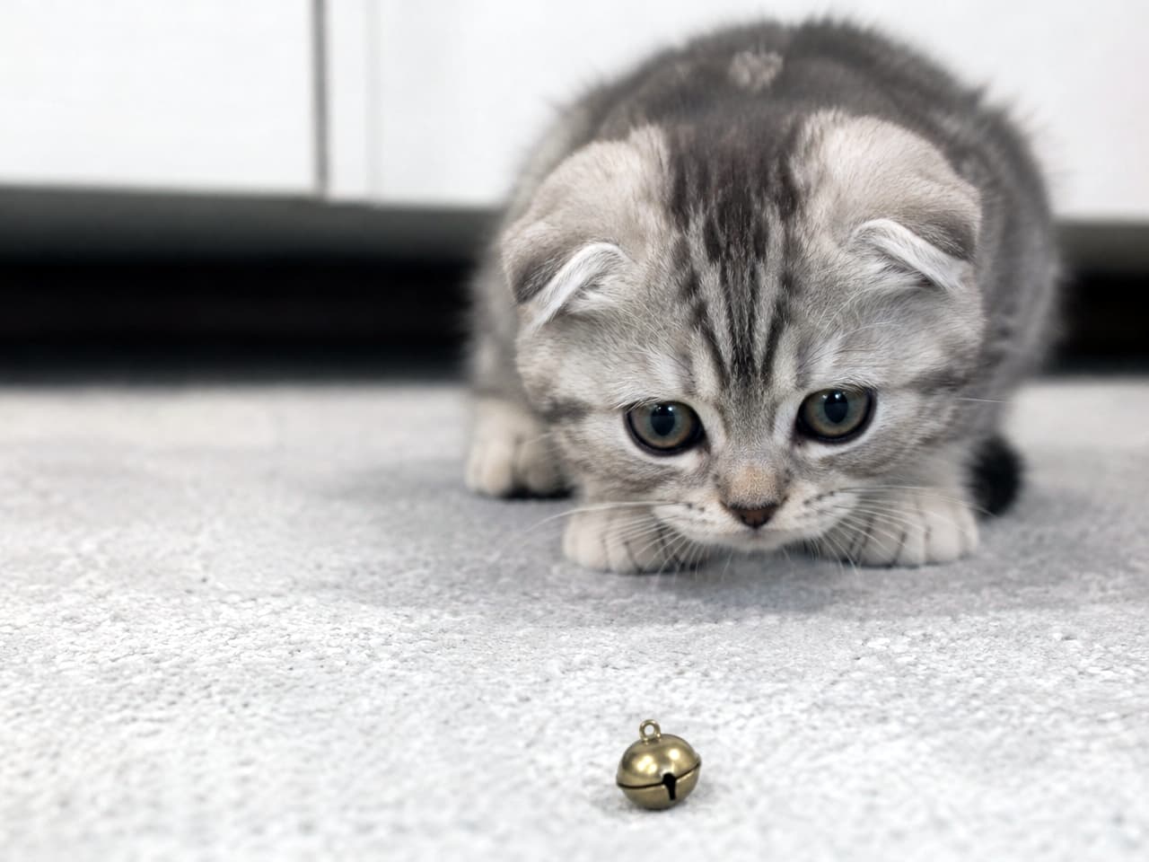 「これにゃに？🐱小さな鈴に興味津々な姿がキュートすぎる！一緒に遊びたくなっちゃうね💕」Ultra-realistic high-quality photograph of a cute Scottish Fold kitten staring intently at a small gold bell on a gray carpet. グレーの絨毯の上で、小さな金の鈴をじっと見つめるスコティッシュフォールドの子猫。好奇心旺盛な丸い瞳が印象的なリアルな写真