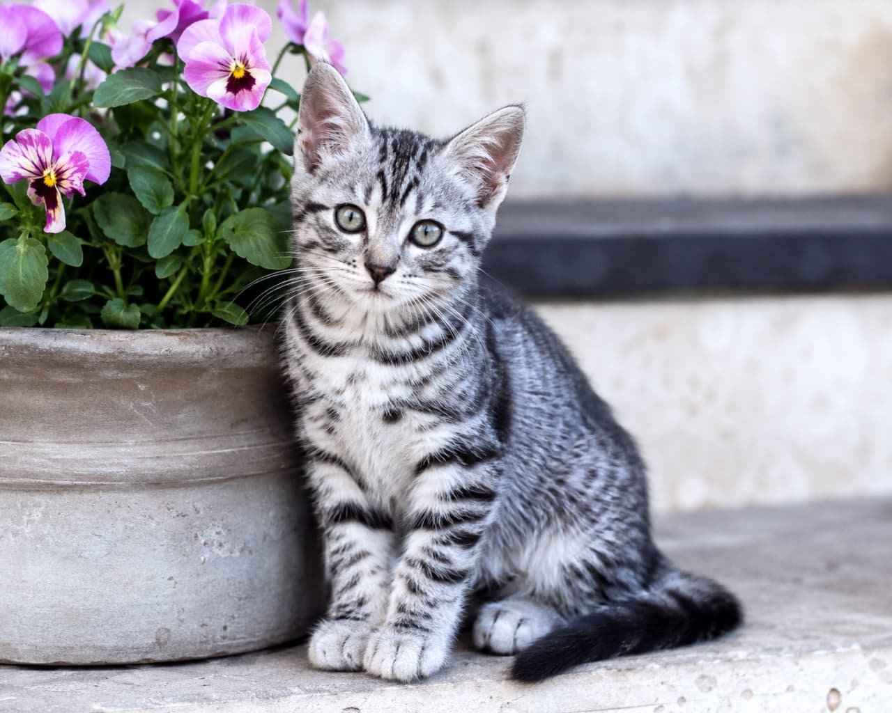 「お花畑でお散歩気分🐾🌸 凛とした表情でおすましする姿がとってもエレガントな猫ちゃんです🐈✨」Ultra-realistic high-quality photograph of a silver tabby kitten sitting elegantly beside a potted plant with pink and purple flowers. ピンクと紫の花が咲く鉢植えの隣に座り、上品にポーズをとるシルバータビー（サバトラ）の子猫