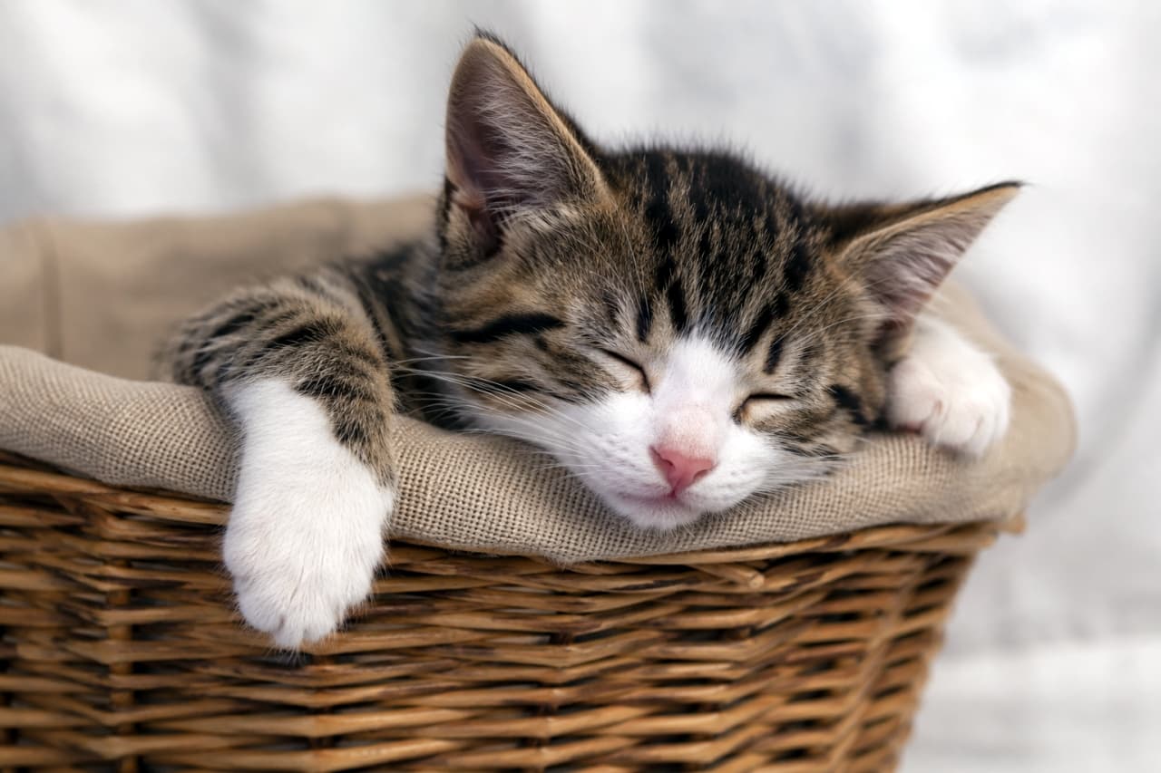 「バスケットのふちを枕にしてスヤスヤ💤 どんな楽しい夢を見ているのかな？🌙✨ #おやすみなさい #猫の寝顔」Ultra-realistic high-quality photograph of a tabby and white kitten sleeping peacefully with its paws over the edge of a wicker basket. 籐のバスケットの縁にあごや前足を乗せ、目を閉じて気持ちよさそうに眠るキジトラ白の子猫