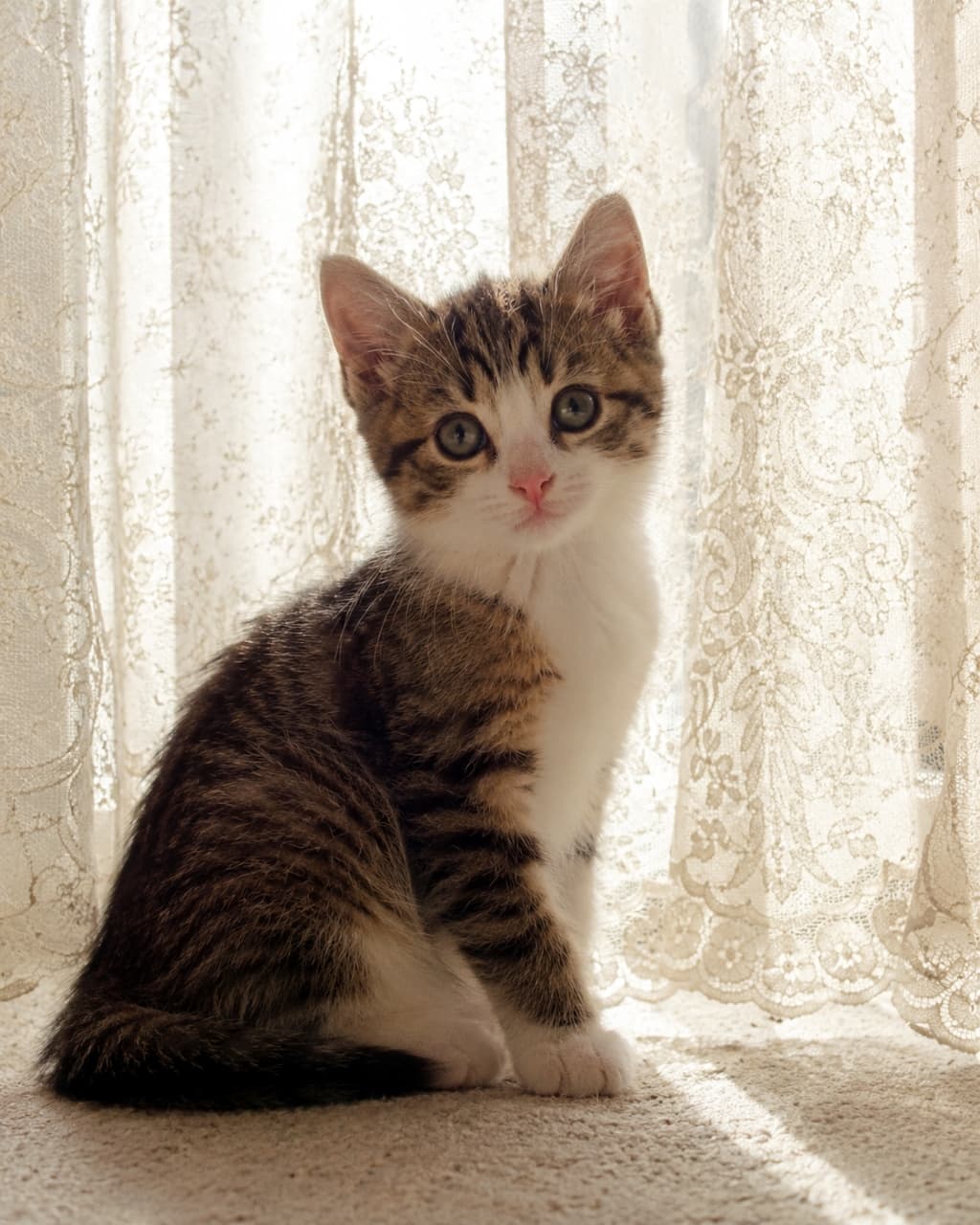 「レース越しの優しい光に包まれて…うっとりタイム😌✨透明感がたまらない💖 #子猫 #キジ白 #エモい」Ultra-realistic high-quality photograph of a tabby and white kitten sitting gracefully against a lace curtain in soft backlit sunlight. レースのカーテンを背景に、柔らかな逆光に包まれてお座りするキジ白の子猫の高画質写真。ノスタルジックな雰囲気