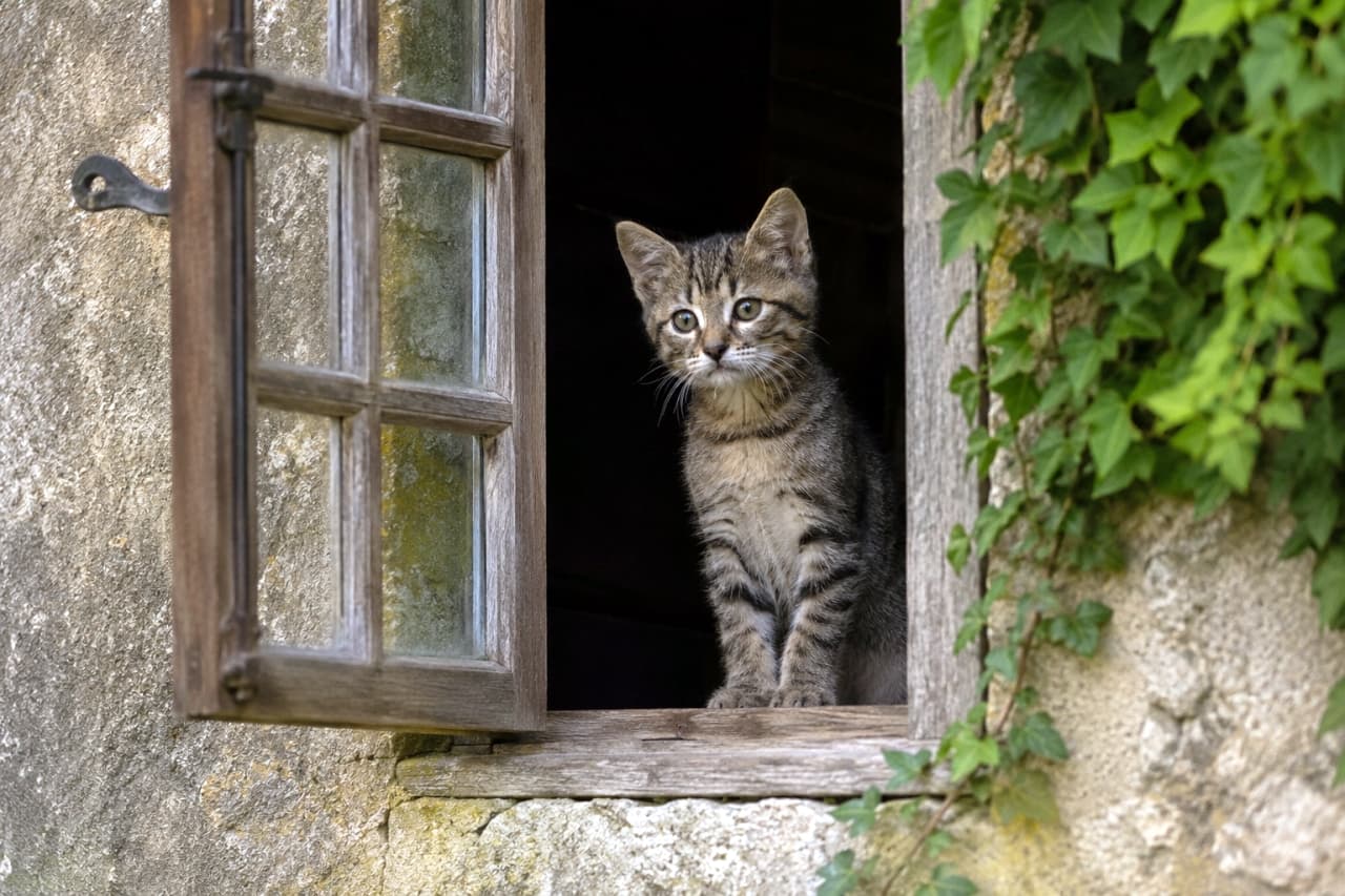「お外の世界に興味津々🌿 アンティークな窓辺と子猫の組み合わせが絵本みたいでおしゃれ！📖 #アンティーク #絵になる風景」Ultra-realistic high-quality photograph of a tabby kitten sitting in an old stone window with ivy, looking outside. ツタが絡まる古い石造りの建物の窓辺に座り、外の景色をじっと見つめるキジトラの子猫