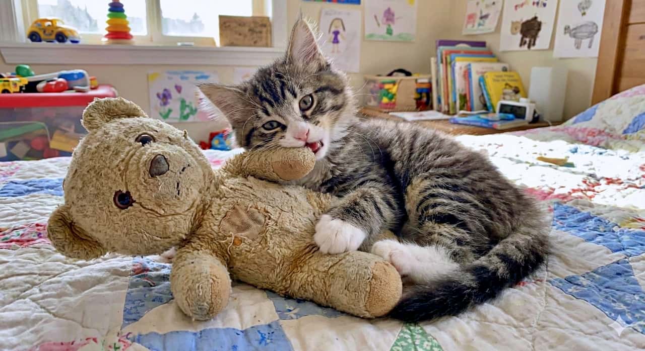 A sweet-faced gray-and-white kitten with a playful expression cuddles with a worn teddy bear on a colorful quilt in a child’s room, gently biting the bear’s soft paw. The background includes toys, books, and drawings, creating a warm and nostalgic atmosphere. 遊び心のある表情をしたグレーと白の子猫が、色とりどりのキルトの上で使い込まれたテディベアに寄り添いながら、その柔らかな手を優しく噛んでいる様子。背景にはおもちゃや絵本、子どもの描いた絵が並び、温かく懐かしい雰囲気が広がっている