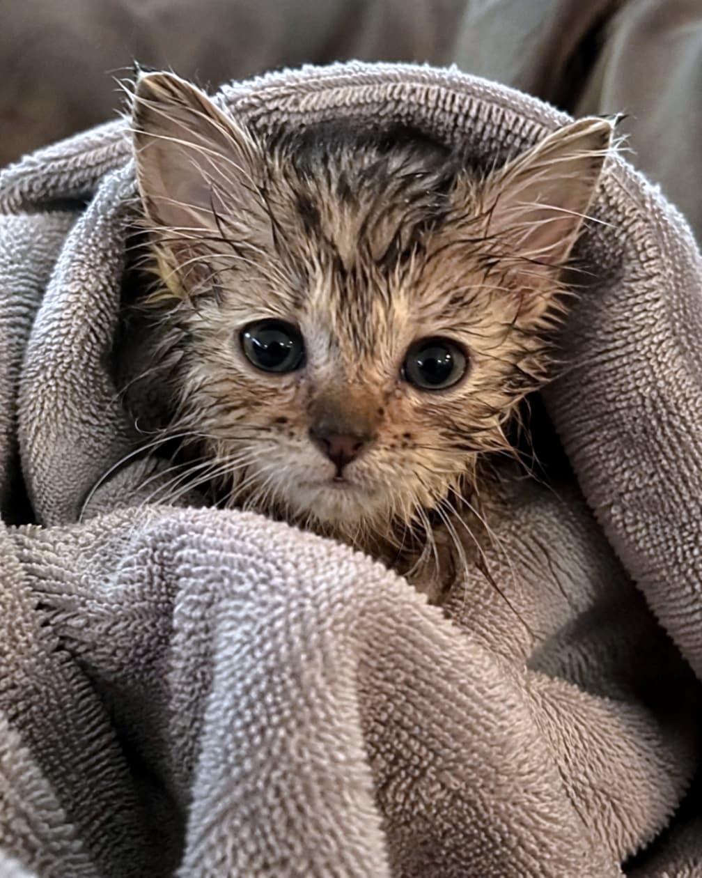 「お風呂がんばったよー！🛀タオルにくるまる濡れ髪（？）ベビーのウルウルおめめに胸キュン間違いなし💖」Ultra-realistic high-quality photograph of a tiny wet kitten wrapped in a fluffy gray towel, looking directly at the camera with large eyes. お風呂上がりで濡れた毛のまま、グレーのふかふかタオルに包まって見つめる小さな子猫。大きな瞳が愛らしい、高品質なクローズアップ写真