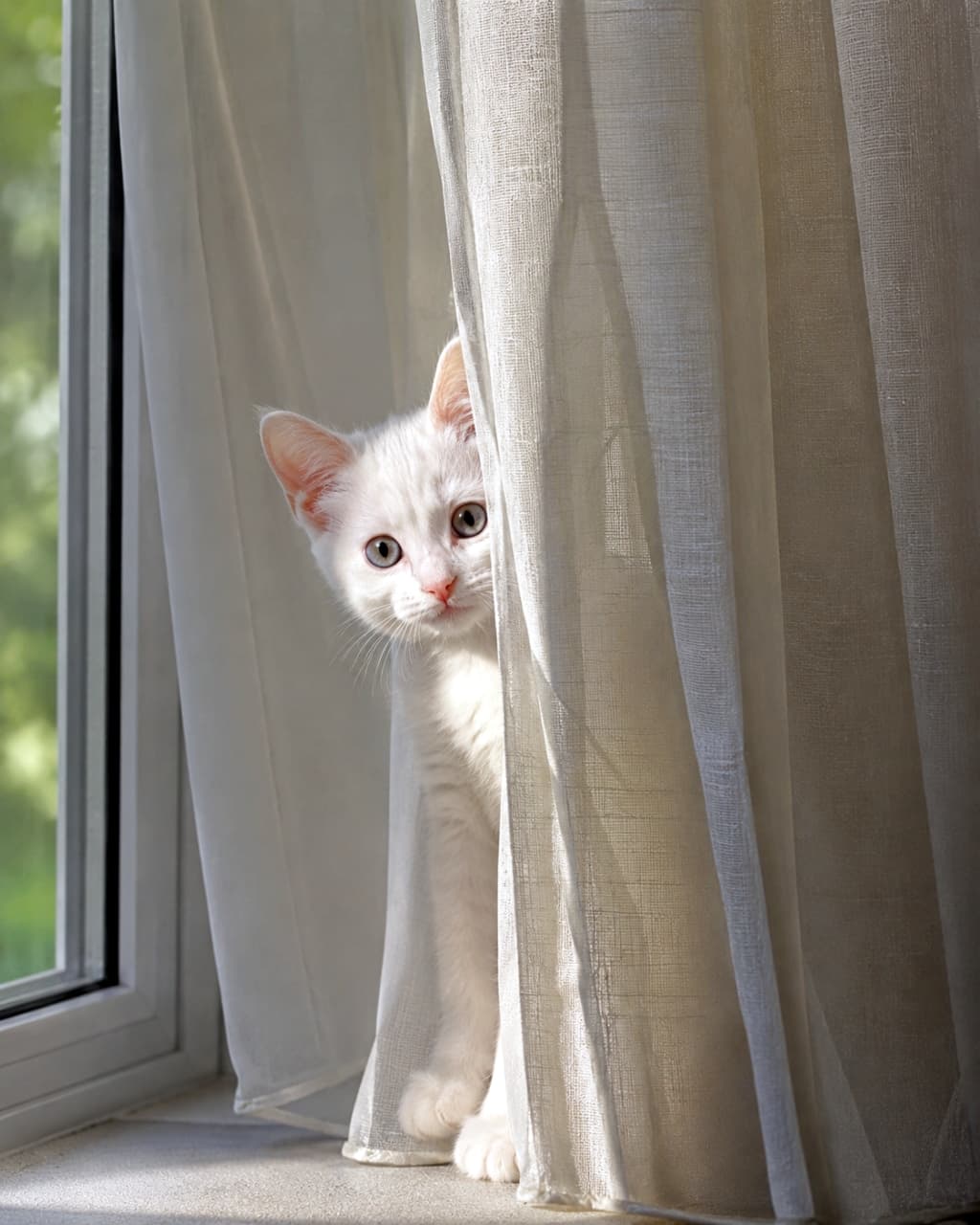 「あ！見つかっちゃった🫣💕 カーテンからひょっこり顔を出す姿にキュンとしちゃいますね🐈🐾」Ultra-realistic high-quality photograph of a white kitten with blue eyes looking out curiously from the gap of a textured curtain. 厚手で透け感のあるカーテンの隙間から、青い瞳で不思議そうにのぞき込む白い子猫