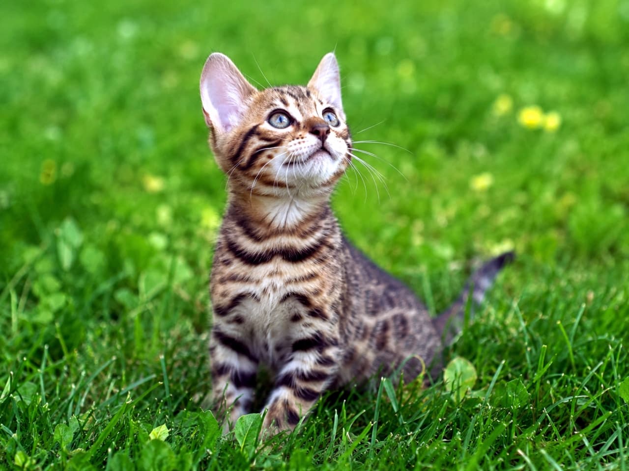 「草原で何かを見つけたのかな？好奇心いっぱいのベンガル子猫ちゃんにキュンとしちゃいます🐈💚」Ultra-realistic high-quality photograph of a bengal kitten sitting in lush green grass looking up with curiosity. 青々とした緑の草むらに座り、好奇心旺盛に上を見上げるベンガル柄の子猫。自然光が美しく当たっている