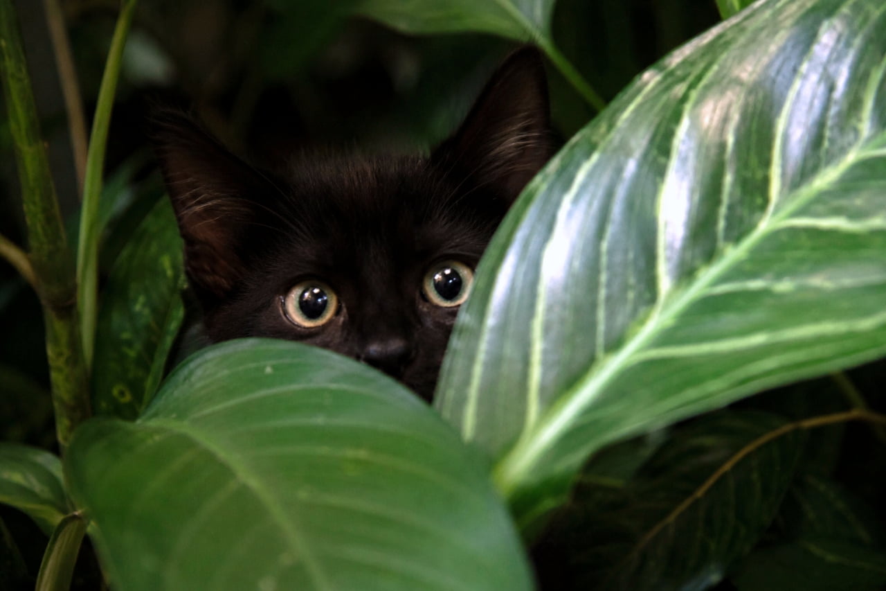 「かくれんぼ中かな？👀🌿葉っぱの陰から見つめる視線にキュンとしちゃう🖤 #黒猫 #子猫 #にゃんすたぐらむ」Ultra-realistic high-quality photograph of a black kitten peeking through large green leaves with big yellow eyes. 大きな緑の葉っぱの間からじっとこちらを見つめる黒猫の子猫の高品質な写真。クリクリとした黄色い瞳が印象的