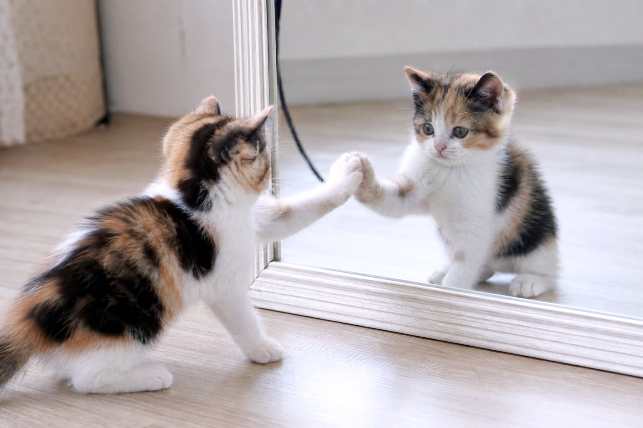 「鏡の中のお友達にご挨拶💕 ぴったり重なった小さなおててがたまらなくキュート！🐈🪞」Ultra-realistic high-quality photograph of a calico kitten high-fiving its own reflection in a white-framed mirror. 白いフレームの鏡の前に座り、鏡の中の自分とハイタッチするように前足をぴったりと合わせている三毛猫の子猫
