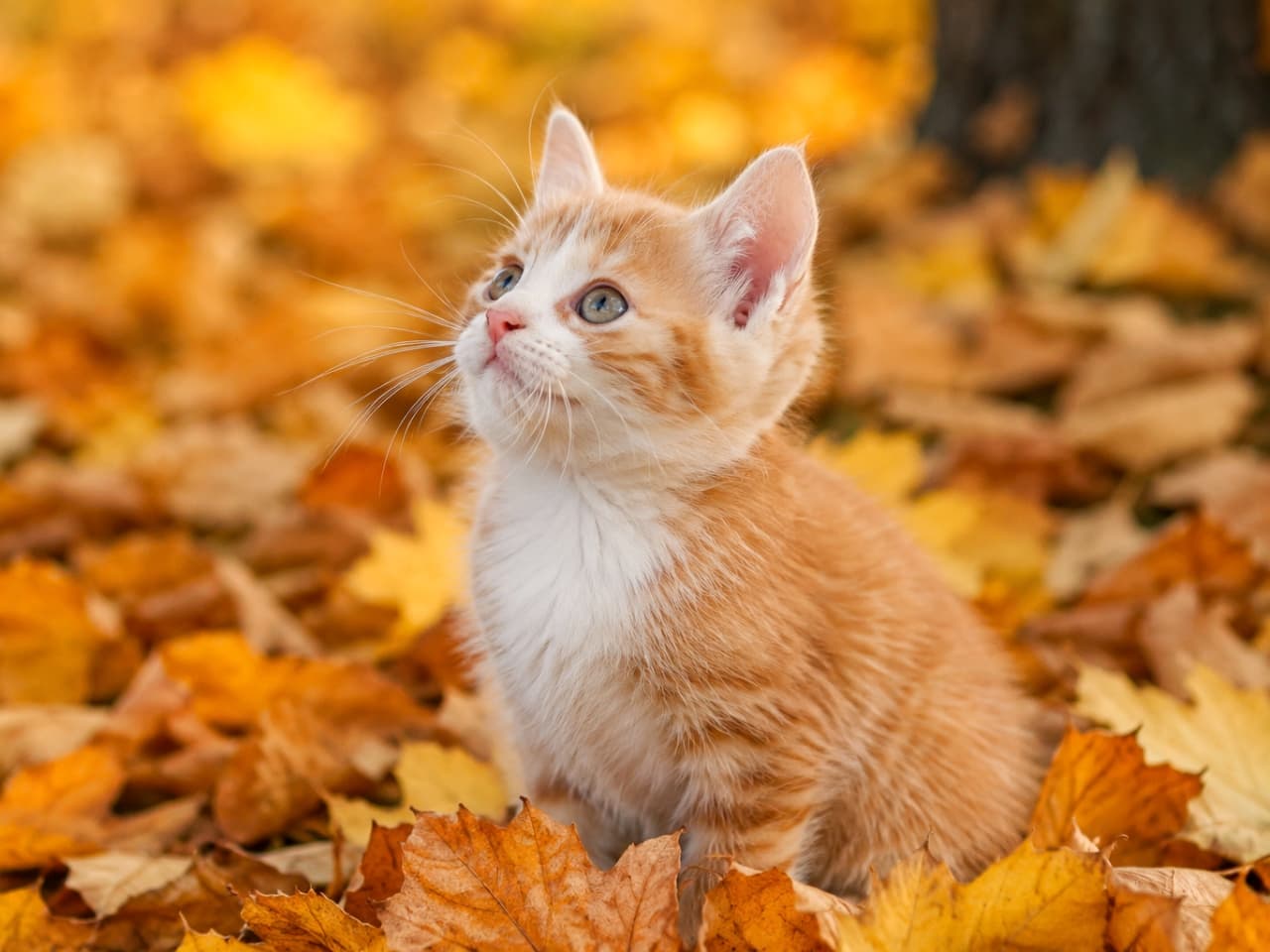 「落ち葉の絨毯でお散歩中🍁秋の訪れを感じる、ノスタルジックな子猫の風景✨」Ultra-realistic high-quality photograph of a cute ginger kitten sitting among golden autumn leaves and looking up. 黄金色に色づいた秋の落ち葉の中にちょこんと座り、秋空を見上げるような茶トラの子猫