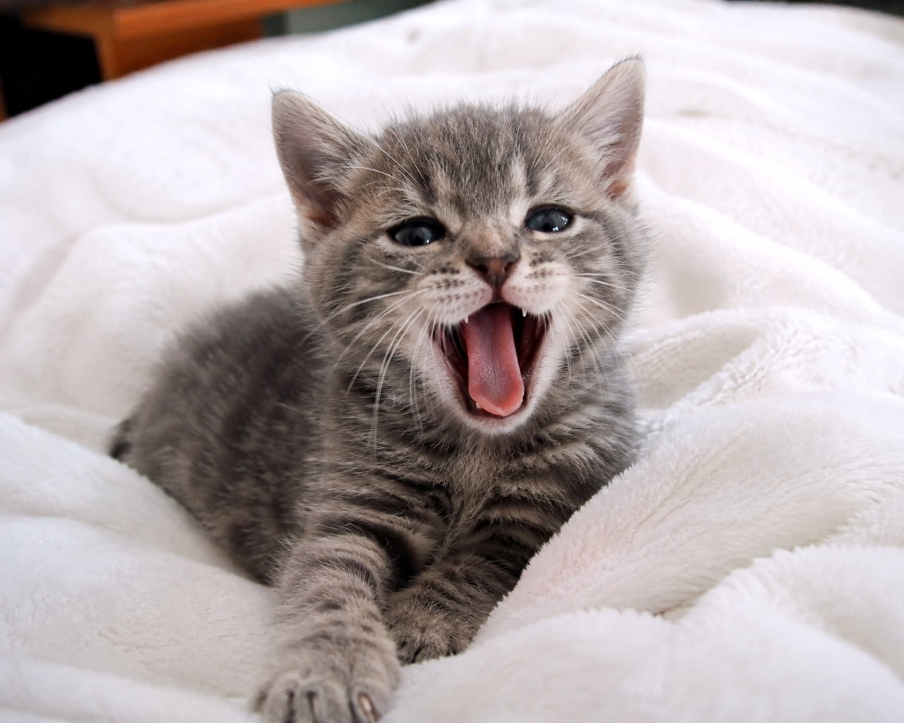 「ふぁ〜あ🥱大あくびの瞬間をキャッチ！無防備な姿に思わず笑顔になっちゃう💕」Ultra-realistic high-quality photograph of a cute tabby kitten yawning widely while resting on a fluffy white blanket. ふわふわの白い毛布の上に伏せ、大きく口を開けてあくびをしているサバトラ模様の子猫