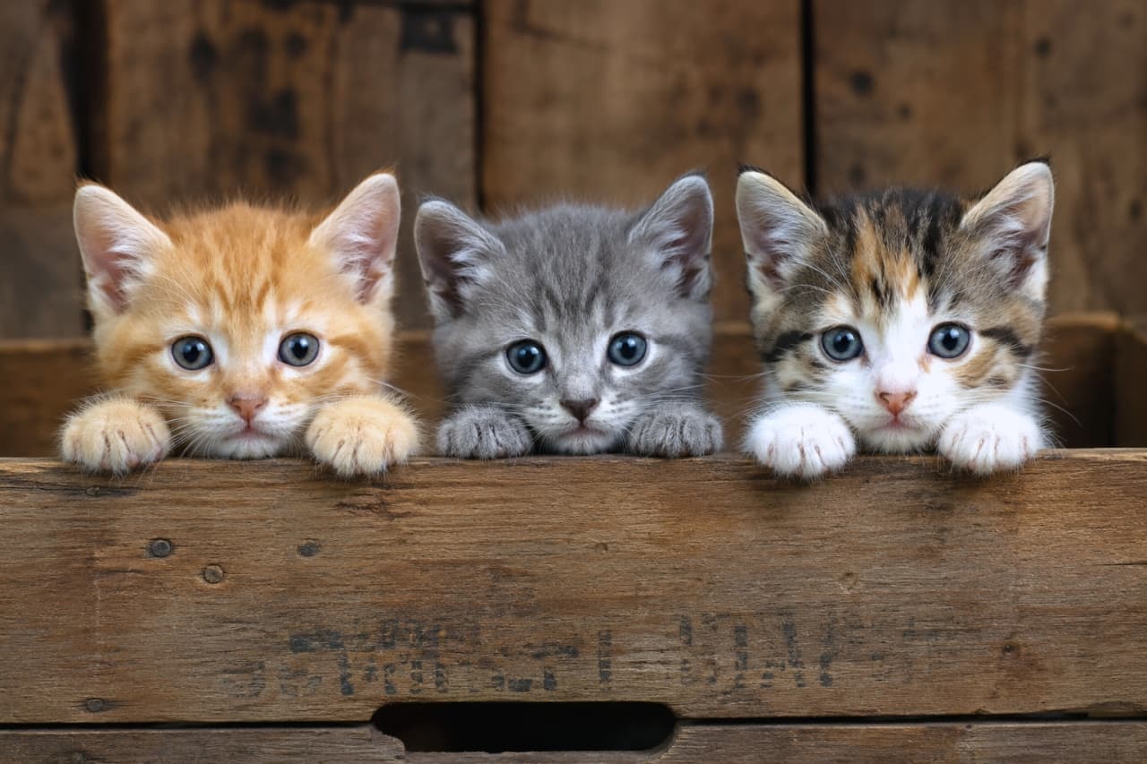 「ひょっこりお顔を出した3匹の子猫たち！どの子がお好みですか？🐾💛」Ultra-realistic high-quality photograph of three adorable kittens (ginger, tabby, and calico) peeking over the edge of a rustic wooden crate. ヴィンテージ風の木箱から身を乗り出し、カメラを真っ直ぐ見つめる茶トラ、サバトラ、三毛の3匹の子猫