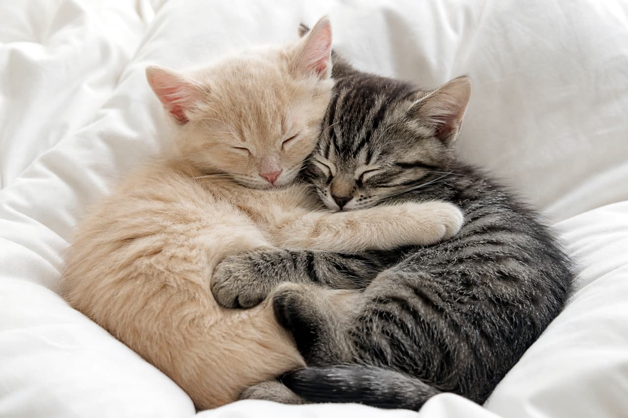 「最高の癒やしをお裾分け💞ぎゅーっと抱き合って夢の中な子猫たち、見ているだけで幸せになれちゃう！」An ultra-realistic high-quality photograph of two adorable kittens hugging each other tightly while sleeping on a clean white bed. One is a light cream tabby and the other is a brown tabby, curled up together in perfect harmony. 白い清潔なシーツの上で、お互いを抱きしめ合うようにして丸まって眠っている2匹の子猫。左側は淡いクリーム色の茶トラ、右側はキジトラ（ブラウンタビー）で、幸せそうに目を閉じてぴったりと寄り添っている高品質な写真