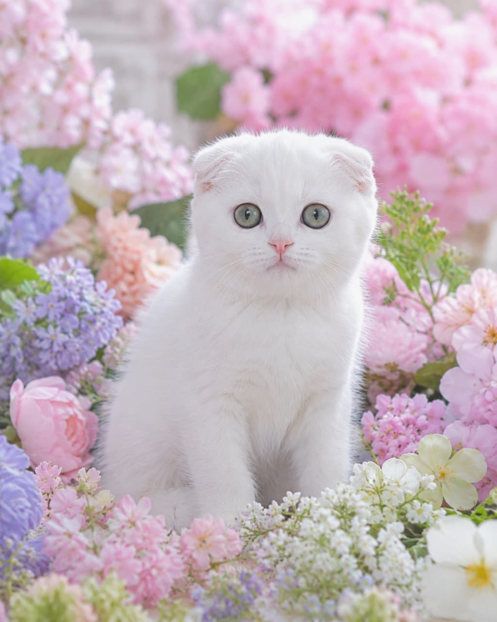 「まるでお花の妖精さん🌸✨ パステルカラーの春の花に囲まれて、可愛さが限界突破しています🐾」An ultra-realistic high-quality photograph of a pure white Scottish Fold kitten sitting surrounded by a vibrant abundance of pink, purple, and white spring flowers. The kitten has folded ears and large, round olive-green eyes. ピンクや紫、白の美しい春の花々に囲まれて、中央にちょこんと座る純白のスコティッシュフォールドの子猫。折れ耳とくりくりとしたオリーブグリーンの大きな瞳が特徴的で、全体的に華やかで幻想的な雰囲気です