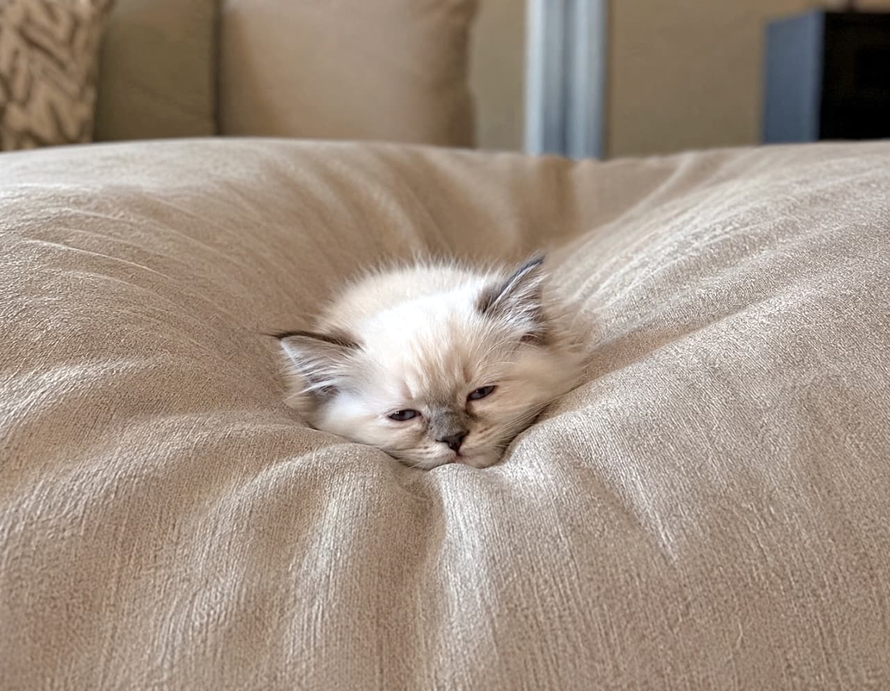 「クッションの真ん中が私の特等席💺✨とろんとしたお目々がたまらないね🐈💤」Ultra-realistic high-quality photograph of a white kitten sinking into a deeply wrinkled, soft beige cushion with sleepy eyes. 柔らかな質感のベージュのクッションのくぼみにすっぽりと埋もれ、とろんとした目の白い子猫