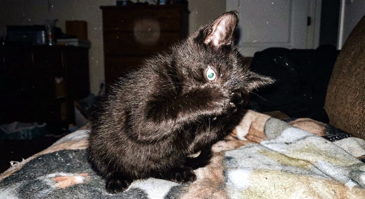 A small black kitten sits on a patterned blanket in a dimly lit room, startled by a sudden camera flash. Its wide green eyes peek out over raised paws, creating a dramatic, photorealistic moment in candid style. 薄暗い部屋で、模様入りの毛布の上に座る黒い子猫が突然のフラッシュに驚き、前足で顔を覆っている。大きく見開いた緑の瞳が前足の上から覗き、ドラマチックでフォトリアルな一瞬が切り取られている