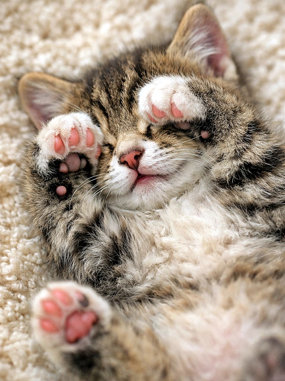 「夢の世界で大冒険中？おててピクピク、安心しきった寝顔にキュンです🐾」A sleeping tabby kitten lying on its back on a soft rug, twitching its paws and covering its face as if dreaming, photographed in close-up with gentle natural light. 柔らかなラグの上で仰向けに眠り、夢を見ているように前足をぴくぴく動かし顔を覆う子猫のクローズアップ写真