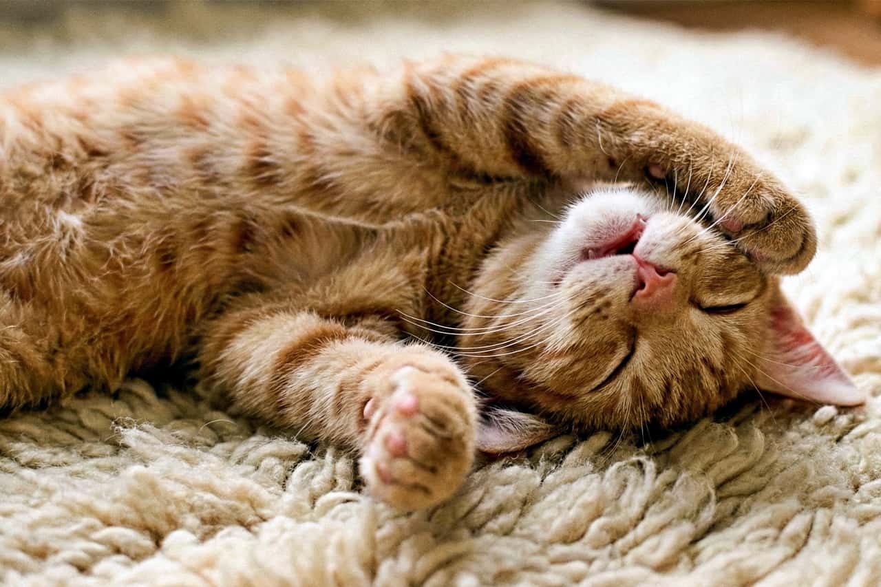 A photorealistic close-up of an orange tabby kitten sleeping on its back on a soft cream rug. Its front paw gently covers its face, and its other paw twitches slightly, suggesting a dream. The image captures the kitten’s relaxed posture and subtle movements with natural lighting and fine fur detail. クリーム色の柔らかなラグの上で仰向けに眠る茶トラの子猫を写したフォトリアルな接写。前足で顔をそっと覆い、もう片方の足が小さく動いており、夢を見ているような仕草。自然光と毛並みの繊細な質感が、穏やかな寝姿と微細な動きを捉えている