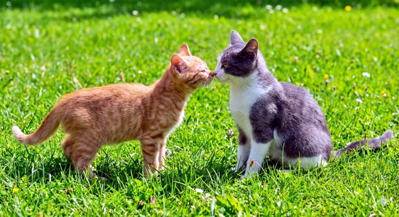 An ultra-realistic photo of two curious young cats—a ginger tabby and a gray-and-white kitten—meeting nose to nose for the first time on a lush green lawn. One cat cautiously stretches its neck forward while the other remains calm. The scene is captured in bright daylight with vibrant colors, detailed fur textures, and a low-angle perspective. 青々とした芝生の上で初めて鼻を寄せ合う茶トラと灰白の子猫を写した超リアルな写真。片方の猫は首を慎重に伸ばし、もう一方は落ち着いた様子。鮮やかな日差しのもと、毛並みの細部まで描写され、ローアングルからの構図が好奇心あふれる出会いの瞬間を際立たせている