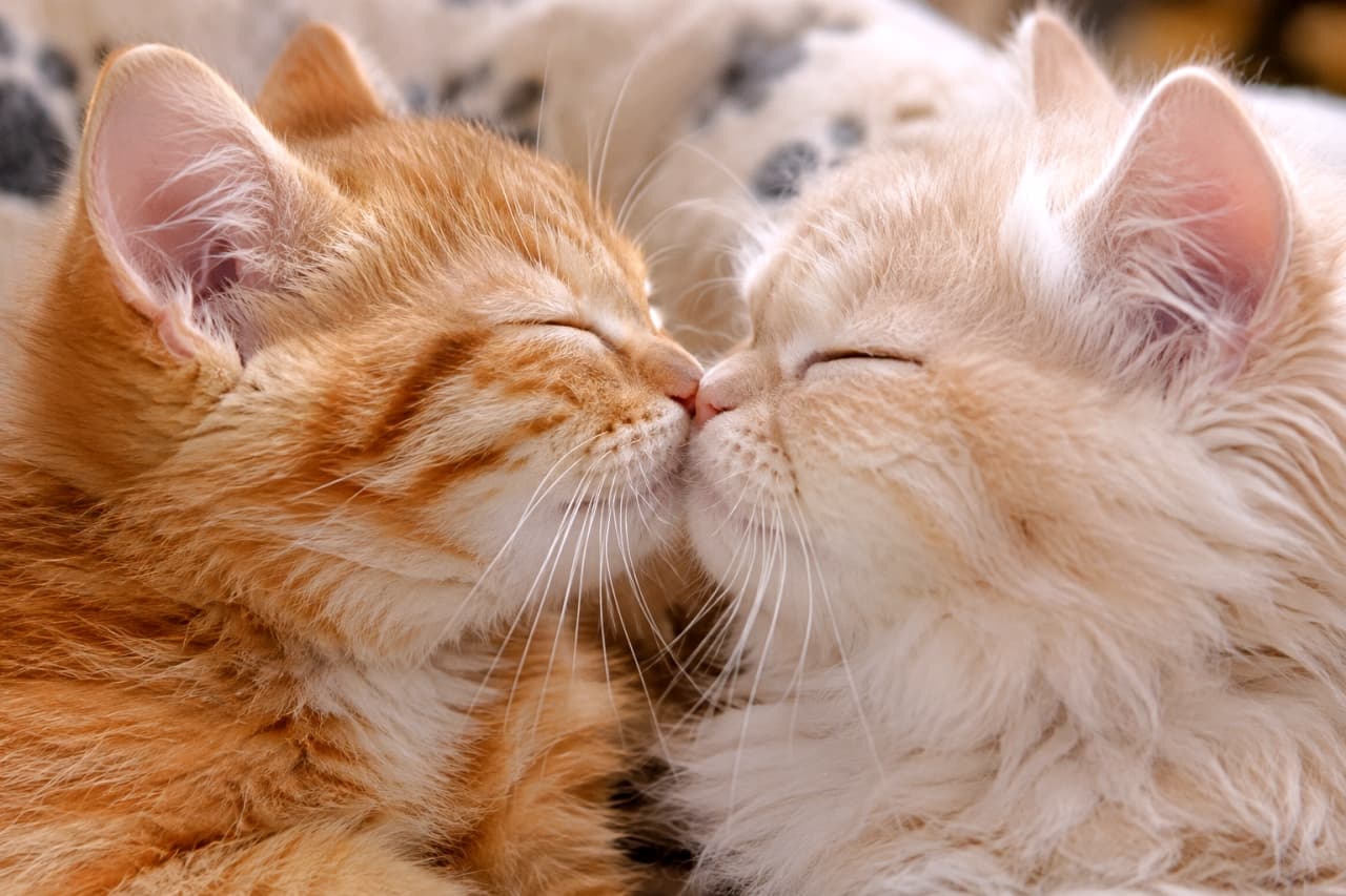「目を閉じてお互いに鼻ツンご挨拶🐾 ふわふわなふたりの幸せな寝顔に、心がぽかぽか温まりますね☀️✨」Ultra-realistic high-quality photograph of two young sibling kittens—a ginger tabby on the left and a fluffy cream-colored Persian kitten on the right—with their eyes gently closed, affectionately touching noses in a centered close-up kiss, bathed in soft warm lighting that illuminates their delicate whiskers and rich fur texture against a paw-print blanket. 足跡柄のブランケットの前で、目を閉じて穏やかな表情を浮かべた茶トラ子猫(左)と、ふんわりとした豊かな長毛を持つクリーム色のペルシャ子猫(右)が寄り添い、中央で優しく鼻先を密着させている。柔らかな温かい光が2匹の繊細なヒゲや柔らかな被毛の束感を克明に照らし、穏やかな親愛の情を鮮明に捉えた高解像度写真