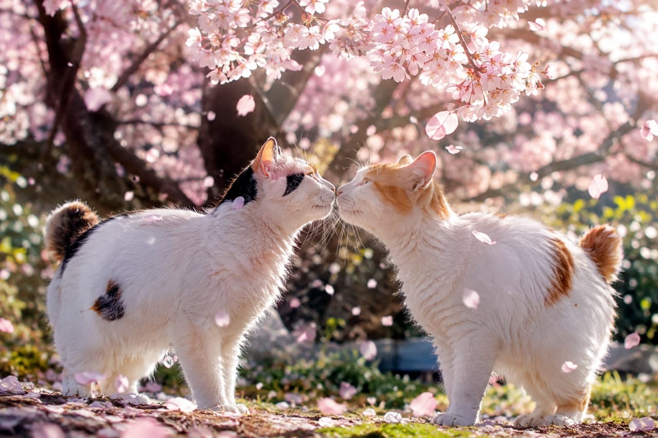 「舞い散る桜の下で春のご挨拶🌸 ふたりで交わす鼻ツンに、心までぽかぽか温まりますね🐾✨」Ultra-realistic high-quality photograph of two Japanese Bobtail cats—a calico and a ginger-and-white tabby with warm amber eyes and signature pom-pom tails—gently touching noses under a blooming cherry blossom tree. Soft sunlight filters through branches, illuminating delicate floating petals and their finely textured fur in a poetic spring atmosphere. 満開の桜の木の下で、特徴的な短いポンポン尾を持つジャパニーズボブテイルの三毛猫(左)と優しい琥珀色の瞳をした茶白猫(右)が向かい合い、穏やかに鼻先を触れ合わせている。枝の間から降り注ぐ柔らかな木漏れ日が細やかな被毛の輪郭を優しく照らし、宙を舞う無数の桜の花びらとともに春の詩情を鮮明に捉えた高解像度写真