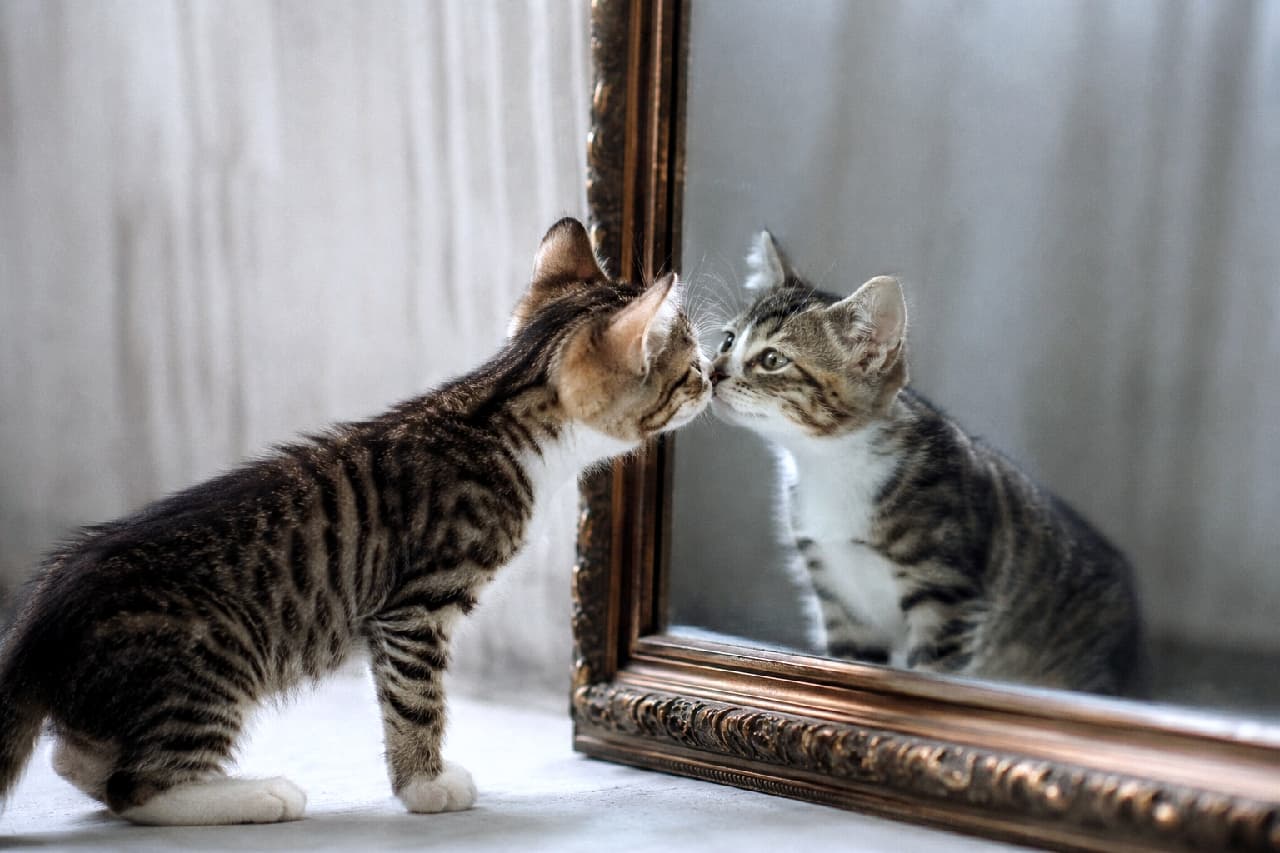 「鏡の中のお友達に興味津々👀✨「あなたはだぁれ？」って内緒話してるみたい！ #猫のいる暮らし #子猫 #キジ白」Ultra-realistic high-quality photograph of a tabby and white kitten standing in front of an antique mirror, looking deeply into its own reflection. The soft natural lighting and chic gray background beautifully highlight the kitten's delicate fur texture and whiskers, creating a mysterious atmosphere. アンティーク調の重厚な額縁の鏡の前に立つ、キジ白模様の子猫。左側から横顔を捉えた構図で、鏡に映る自分自身の瞳をじっと見つめ合っています。シックなグレーの背景と柔らかな自然光が、猫の繊細な毛並みやピンと立ったおヒゲ、そして神秘的な雰囲気を美しく引き立てています