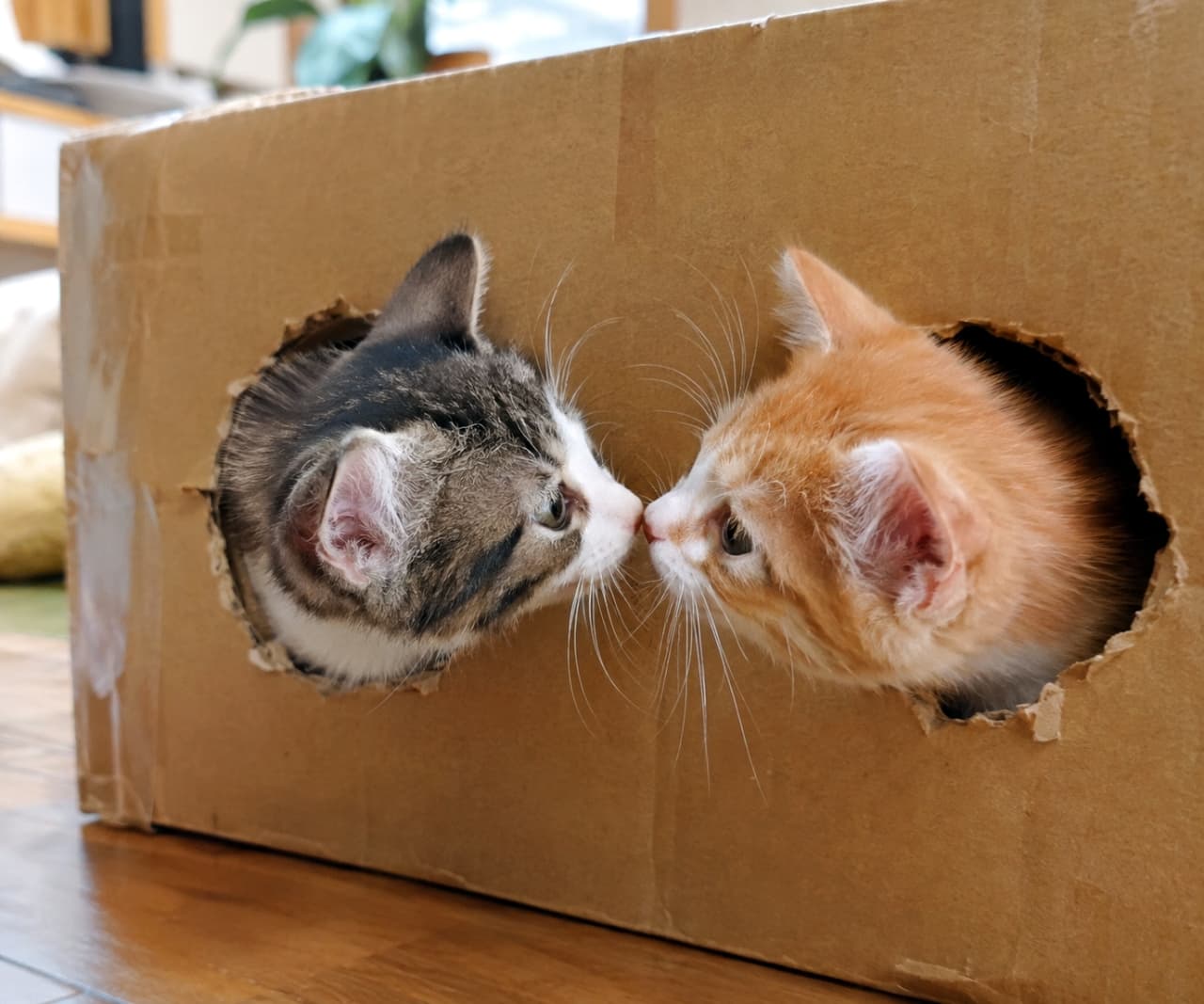 「穴からひょっこりご挨拶🐾 ふたりで交わす秘密の鼻タッチに、ほっこり温かい気持ちになりますね📦✨」Ultra-realistic high-quality photograph of two young mixed-breed kittens—a brown tabby and white on the left and a ginger tabby and white on the right—poking their heads out from two circular holes in a large cardboard box to touch noses in the center, captured in soft, natural indoor daylight. 明るい室内で大きな段ボール箱の2つの穴から、澄んだ瞳のキジ白子猫(左)と琥珀色の瞳をした茶白子猫(右、共にミックス)が顔を出し、中央で鼻先を合わせている。柔らかな自然光が差し込むフローリングの上で、ピンと伸びた繊細なヒゲや柔らかな被毛の質感を鮮明に捉えた高解像度写真