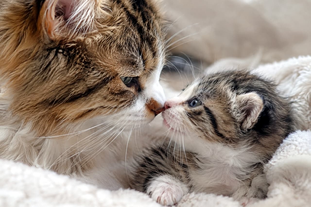 「大好きが伝わるママと赤ちゃんの鼻タッチ🐾 ふわふわ毛布に包まれた優しい時間に、心がほっこり温まりますね🐱💕」Ultra-realistic high-quality macro photograph of a long-haired brown tabby and white mother cat tenderly touching noses with her tiny kitten on a soft white blanket. Gentle indoor lighting illuminates their detailed whiskers and soft fur textures, capturing an intimate and heartwarming moment. ふかふかの清潔な白いブランケットの上で、豊かな被毛と緑がかった瞳を持つ長毛キジ白の母猫(サイベリアン・ミックス推測、左)と、キトゥンブルーの瞳をした小さなキジ白子猫(右)が優しく鼻先を触れ合わせている。柔らかな室内光が2匹の繊細なヒゲや柔らかな毛並みを鮮明に照らし、母子の愛情と温もりを捉えた高解像度写真