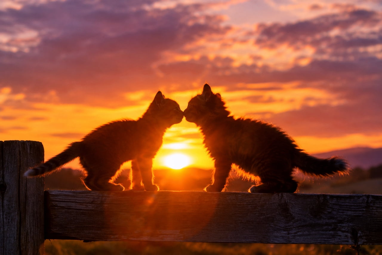 「夕焼け空に溶け合う小さなシルエット🐾 今日もお疲れさまの鼻ツン挨拶に、心がじんわり温まりますね🌅✨」Ultra-realistic high-quality photograph of two young tabby kittens silhouetted against a dramatic sunset on a rustic wooden fence, gently touching noses. The blazing setting sun casts a radiant golden backlight that outlines their fluffy fur, complemented by cinematic lens flare and vibrant orange and purple evening skies. ドラマチックなオレンジと紫の夕焼け空を背に、素朴な木製フェンスの上で向かい合い鼻先を寄せる2匹の子猫（キジトラ系雑種）。沈みゆく眩しい夕日のバックライトが逆光の中で2匹の細やかな被毛の輪郭を黄金色に縁取り、温かなレンズフレアが残照とともに広がるシネマティックな高解像度写真
