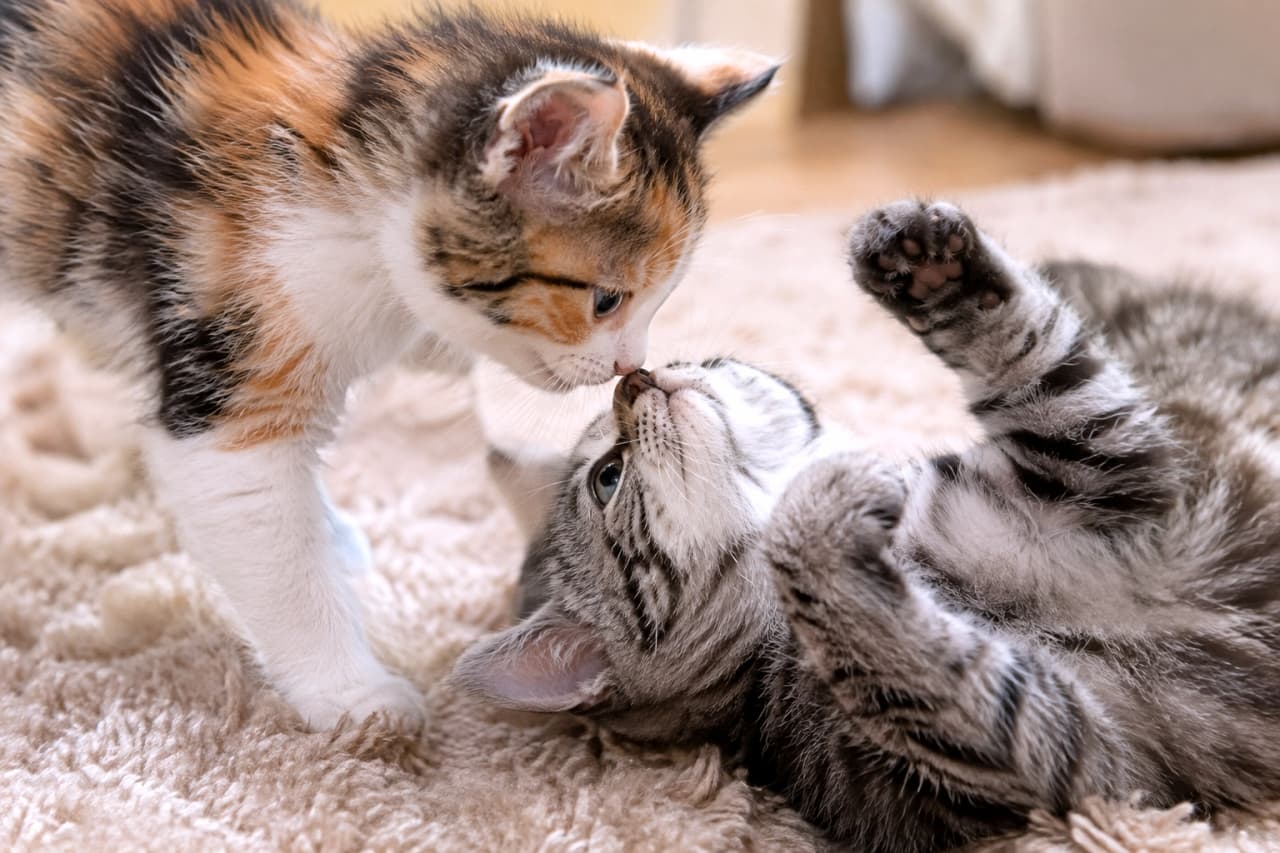 「遊んでたらごっつんこ🐾 じゃれ合い中の仲良しな鼻タッチに、見ているだけで笑顔になっちゃいますね☀️✨」Ultra-realistic high-quality photograph of two playful young sibling kittens bumping noses on a fluffy beige rug. A charming calico kitten leans forward toward a gray tabby kitten rolling on its back with paws raised, captured in soft indoor daylight with detailed fur textures and sharp focus on their whiskers and curious eyes. 毛足の長い柔らかなベージュのラグの上で、仰向けに転がって前足を上げたシルバータビーの子猫と、身を乗り出した三毛（キャリコ）の子猫が鼻先を合わせている。澄んだ青みがかった瞳や繊細なヒゲ、細やかな被毛の質感が際立ち、明るい室内の柔らかな自然光に包まれた無邪気な瞬間を捉えた高解像度写真