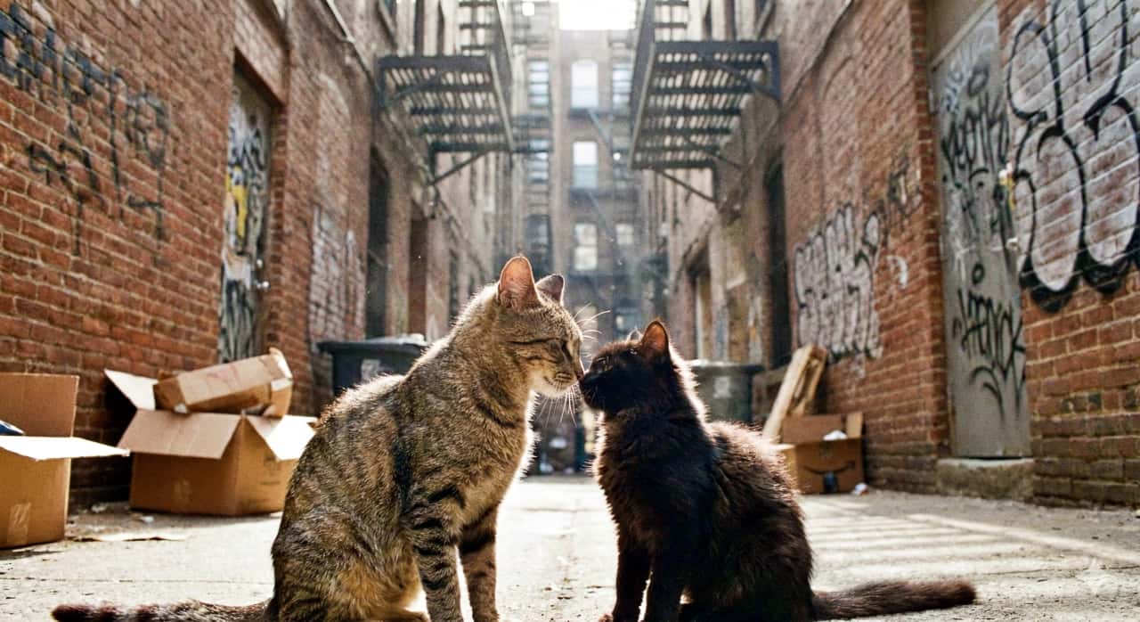 An ultra-realistic photo of two young stray cats—a rugged tabby and a sleek black kitten—engaged in a quiet nose-to-nose exchange at the heart of a graffiti-lined urban alley. The scene is framed by scattered trash bins and cardboard boxes, with sunlight piercing through the narrow gap between buildings. The high-contrast lighting and gritty textures emphasize the raw intimacy of their encounter. 落書きに覆われた都会の路地裏で、たくましいトラ猫と艶やかな黒子猫が鼻を寄せ合う静かな瞬間を捉えた超リアルな写真。周囲にはゴミ箱や段ボールが散乱し、建物の隙間から差し込む光が2匹のふれあいを際立たせる。強いコントラストと荒れた質感が、野良猫同士の本能的な交流を印象づける