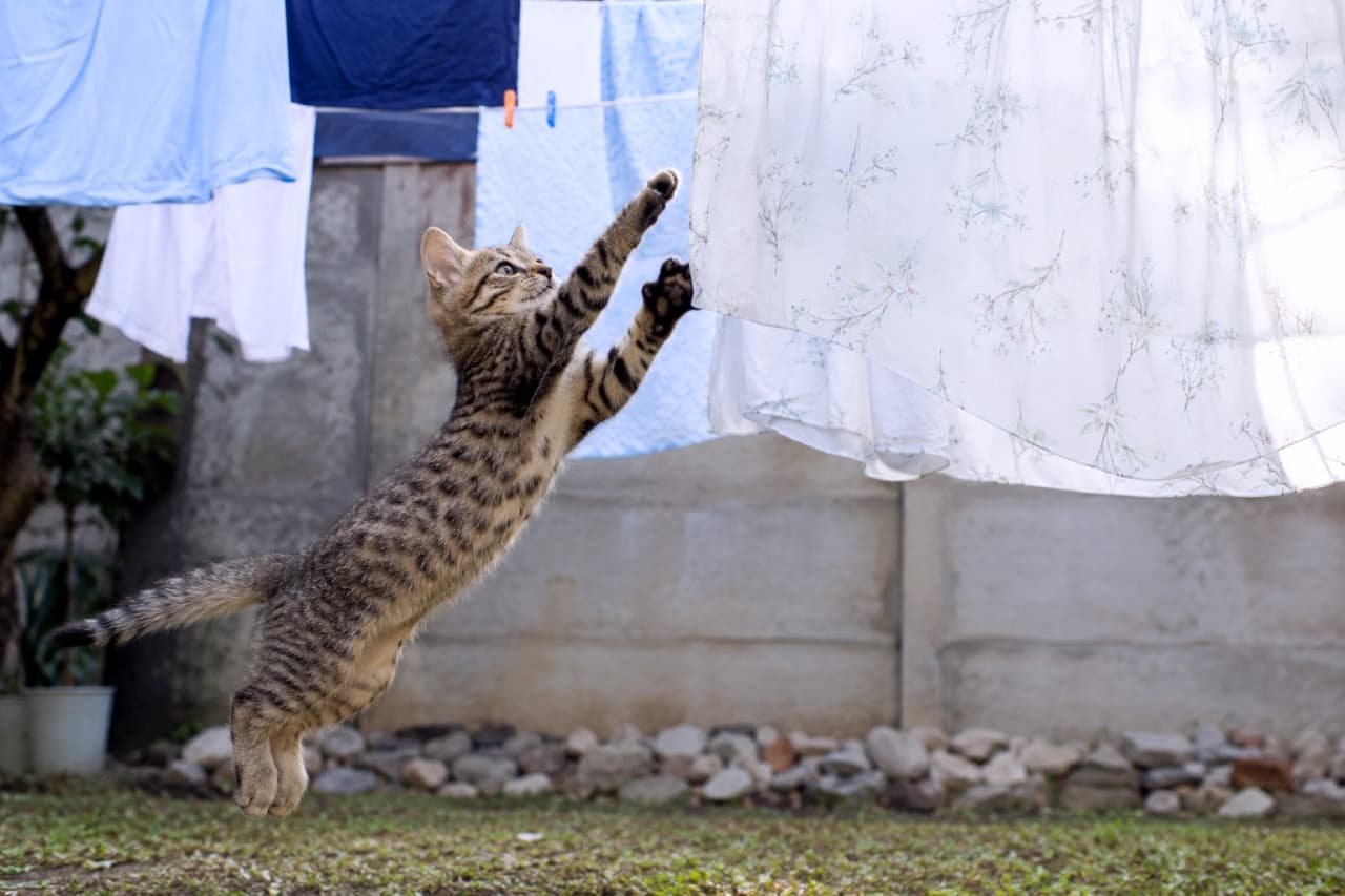 「とぉーっ！🐈💨 風に揺れるお洗濯物は最高のオモチャ☁️✨ 一生懸命に伸ばしたおててと真剣なお顔が可愛すぎますよね😆👕 #おてんば子猫 #ジャンプ猫」Ultra-realistic high-quality photograph of a playful brown tabby kitten mid-air, leaping energetically to catch a fluttering white floral cloth hanging on a clothesline. The outdoor natural daylight perfectly highlights the kitten's sharp focus, extended front paws, and dynamic pose against a background of colorful laundry and a concrete wall. 晴れやかな屋外の庭先で、物干し竿で風に揺らめく白い花柄の布に向かって、後ろ足で力強く宙を舞い大ジャンプをするキジトラの子猫。前足を大きく真っ直ぐに伸ばし、見開かれた真剣な瞳で獲物（洗濯物）を捉える躍動感に満ちた瞬間が、青や白の洗濯物、背景のコンクリート壁や芝生と共に、シネマティックな超高解像度で鮮明に切り取られています