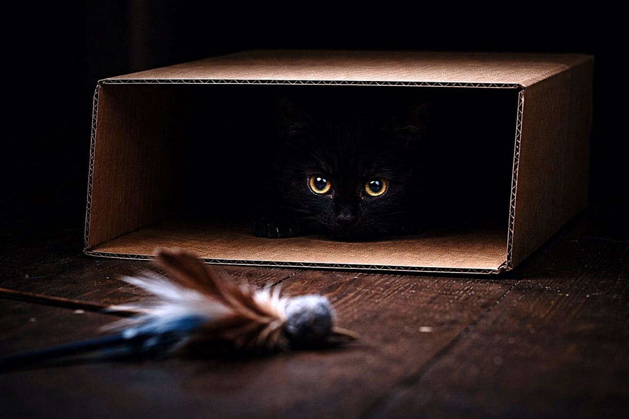 「箱の奥からじっと狙う黒子猫のまなざし！次の瞬間を待つ緊張感とワクワク感がたまらない、遊び心あふれるワンシーンです」A black kitten with glowing yellow eyes peeks out from inside a sideways cardboard box, staring intently at a feather toy on the floor in a dark, low-light, high-contrast scene. 横向きに置かれた段ボール箱の中から、黄色く光る目の黒い子猫が顔をのぞかせ、床にある羽のおもちゃをじっと見つめている暗く高コントラストなシーン