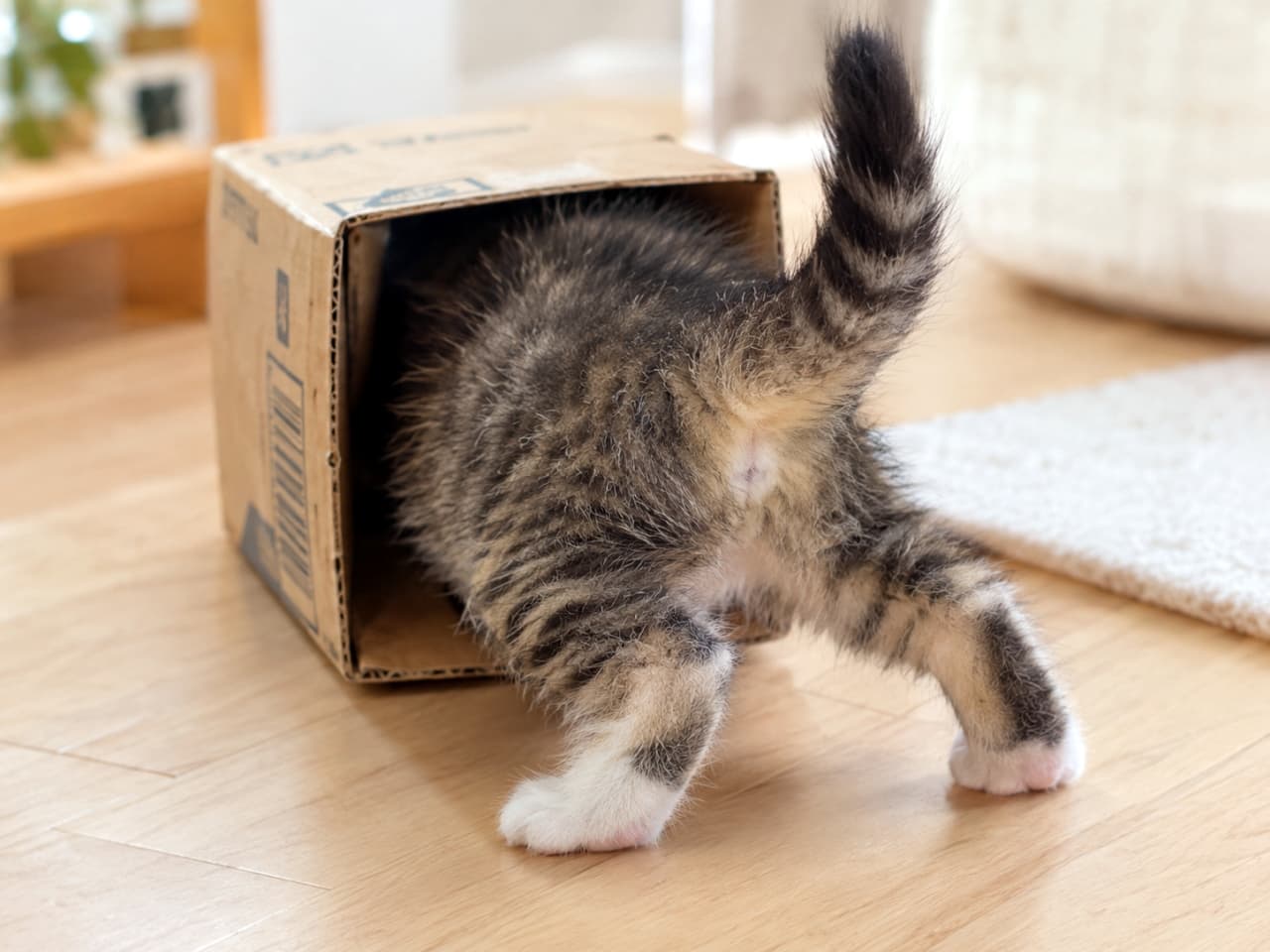 「絶対に入りたいニャ！📦💨箱にすっぽり潜ってお尻と足だけ残っちゃった姿に、思わず笑みがこぼれますね🐾✨ #子猫 #猫のいる暮らし #にゃんすたぐらむ」Ultra-realistic high-quality photograph of a playful tabby-and-white kitten squeezing into a tiny cardboard box on a wooden floor. Its head and front body are completely hidden, leaving only its fluffy striped hind legs, white paws, and upright tail sticking out under soft natural light. 明るいフローリングの上で、小さな段ボール箱に頭と上半身を完全に突っ込んだミックスのキジ白子猫。縞模様のお尻と白い後ろ足、上向きにピンと立ったふわふわの尻尾だけを外に出して踏ん張る。柔らかな自然光が段ボールの質感と毛並みを際立たせるユーモラスな情景