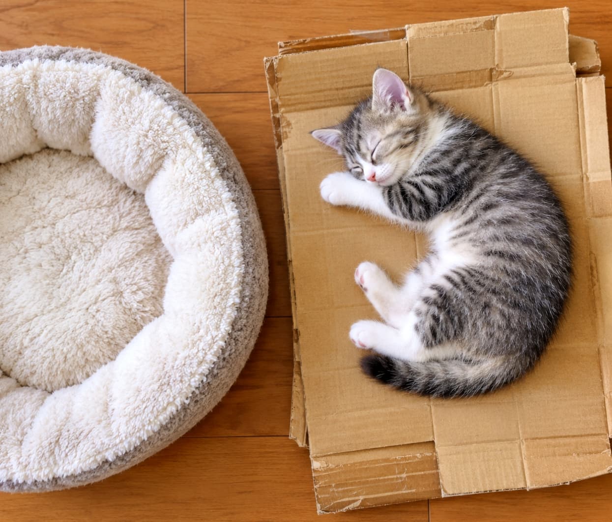 「ふかふかベッドより段ボール派ニャ💤スヤスヤ眠る無防備な寝顔に、ほっと心が和みますね🐾📦 #子猫 #猫のいる暮らし #にゃんすたぐらむ」Ultra-realistic high-quality photograph of a sweet tabby-and-white kitten sleeping peacefully curled up on a flattened cardboard box next to an empty plush pet bed on a wooden floor, captured from a clean top-down view in soft, even natural daylight. 明るいフローリングの床の上、左側のふかふかな円形ペットベッドの横で、平らにつぶされた段ボールの上をあえて選んで丸くなり眠るキジ白の短毛子猫。穏やかに閉じた目元とピンクの小さな鼻、縞模様と白い足の毛並みが、均一で柔らかな自然光に包まれて安心しきった静けさを伝える俯瞰の情景