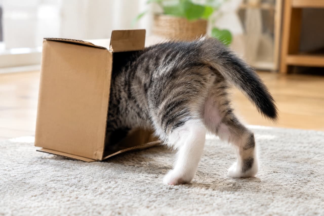 「頭隠して尻隠さずニャ！📦💨どうしても入りたい強い意志を感じる後ろ姿に、思わず笑みがこぼれますね🐾✨ #子猫 #猫のいる暮らし #にゃんすたぐらむ」Ultra-realistic high-quality photograph of a playful tabby-and-white kitten trying to squeeze into a tiny cardboard box on a cozy rug. Its head and shoulders are hidden inside, leaving only its striped rear, white-socked hind legs, and twitching tail visible under soft natural daylight in a bright living room. 明るいリビングのラグの上で、小さな段ボール箱に頭から潜り込むミックスのキジトラ白子猫。頭部と肩を箱の中に入れ、白い靴下のような後ろ足と縞模様のお尻、ピンと立った尻尾を外に残して踏ん張る。背景の観葉植物と柔らかな自然光がユーモラスな日常を温かく照らす情景