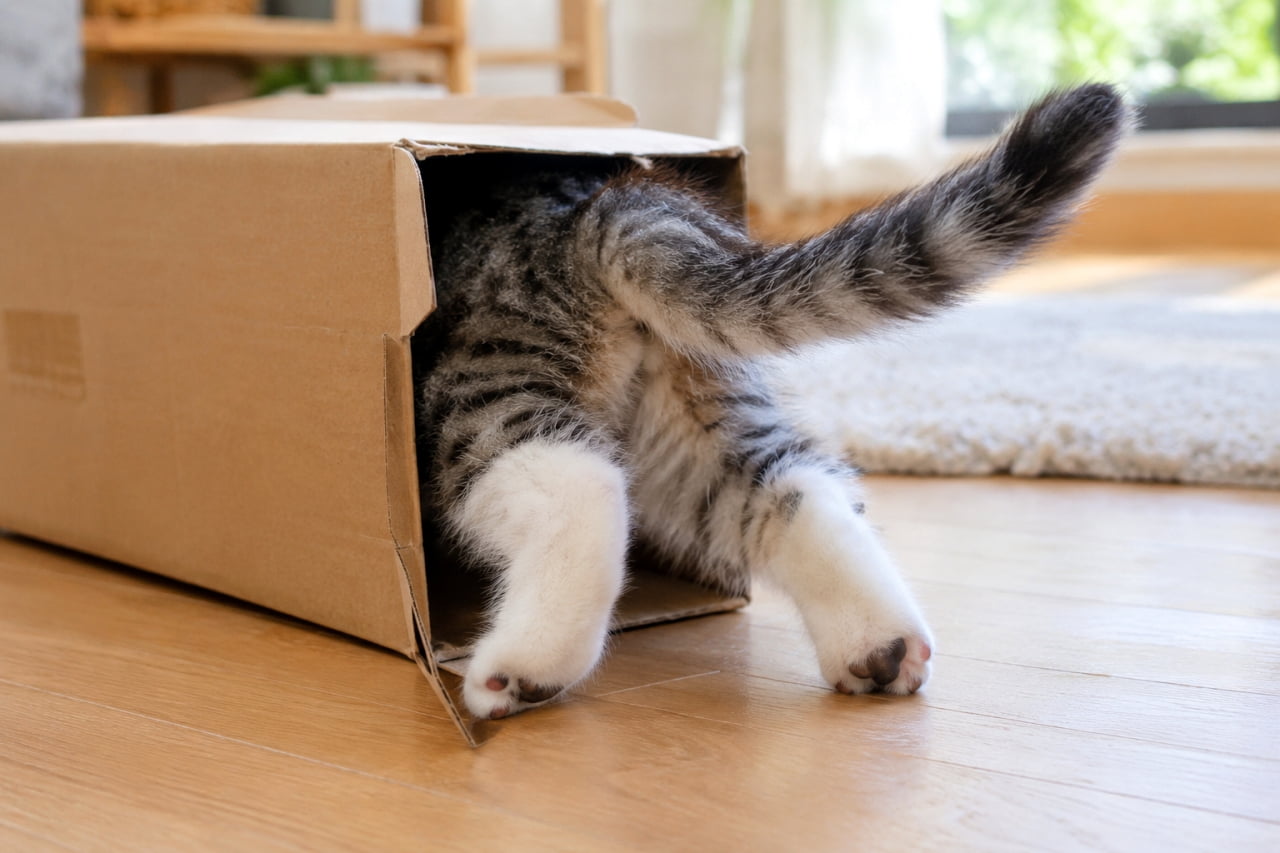 「どこまで入れるか挑戦中ニャ！📦🐾ピーンと立ったしっぽと可愛い肉球に、クスッと元気がもらえますね✨ #子猫 #猫のいる暮らし #にゃんすたぐらむ」Ultra-realistic high-quality photograph of a playful tabby-and-white kitten diving into a narrow cardboard box on a sunlit wooden floor. Its head and body are tucked inside, leaving only its fluffy striped tail arched high and white-socked hind paws showing paw pads, illuminated by soft natural daylight. 明るい日差しが差し込むリビングで、細長い段ボール箱に上半身をすっぽり潜り込ませたミックスのキジ白子猫。縞模様の立派な尻尾を上にピンと跳ね上げ、白い後ろ足のピンクと黒の肉球を見せて踏ん張る。窓辺の柔らかな光とラグがユーモラスな日常を温かく照らす情景