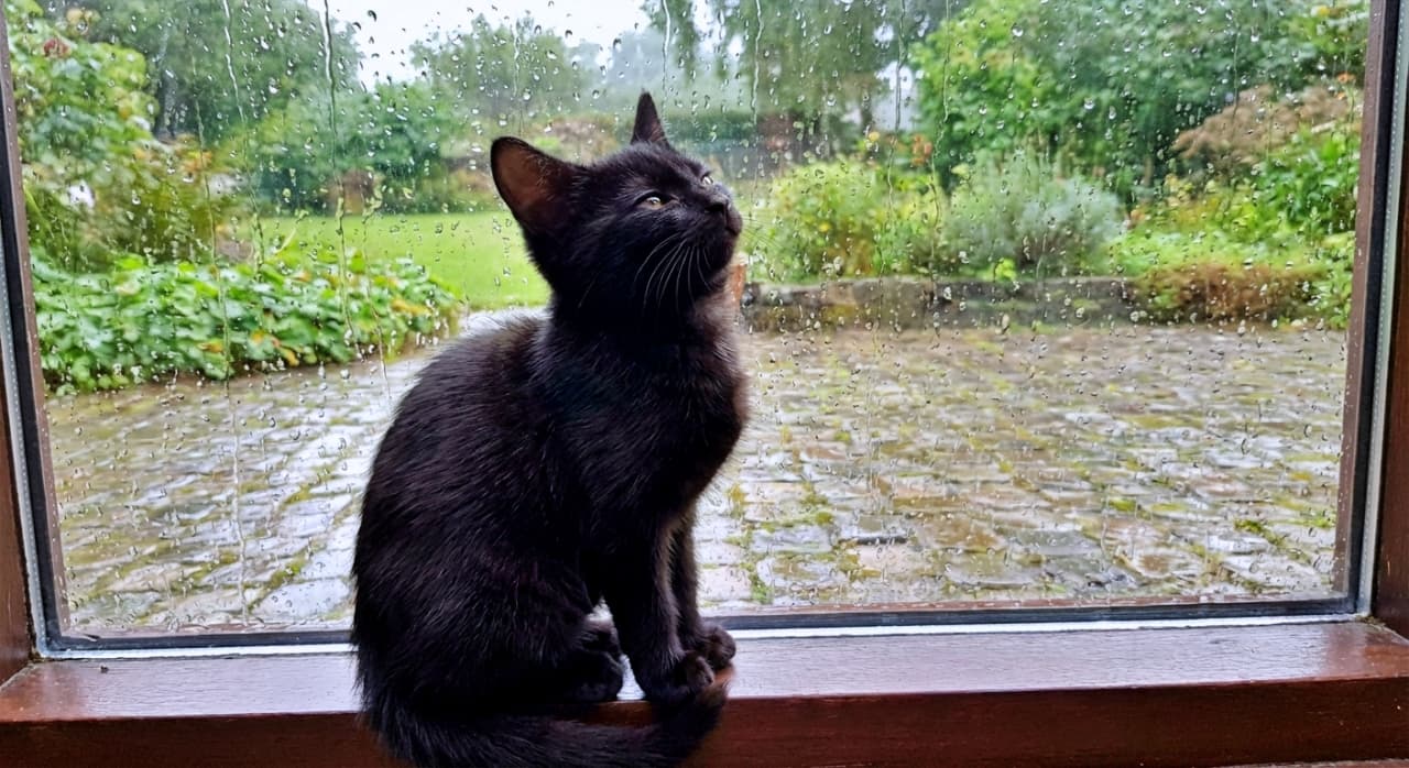 「雨粒の向こうのお空が気になるのかな?上を見上げる真剣な横顔がキュートすぎ!」A sleek black kitten sits on a wooden windowsill, looking upwards with curiosity at the raindrops streaking down the window glass against a lush, wet garden background. 雨に濡れた庭を背景に、木製の窓辺に座って窓ガラスを伝う雨粒を好奇心に満ちた様子で見上げている艶やかな黒猫の子猫