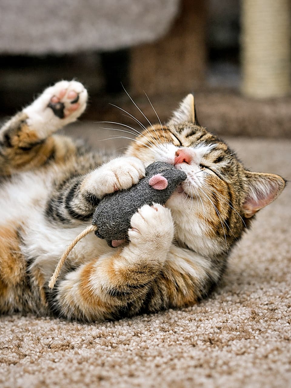 「新しいネズミおもちゃに完全降参!幸せ全開でゴロゴロ夢中タイム♪」A young cat lying on its back on a carpet, hugging a catnip mouse toy and sniffing it with a blissful and ecstatic expression. カーペットの上で仰向けになり、キャットニップ入りのネズミのおもちゃを抱きしめて恍惚とした表情で匂いを嗅ぐ若い猫