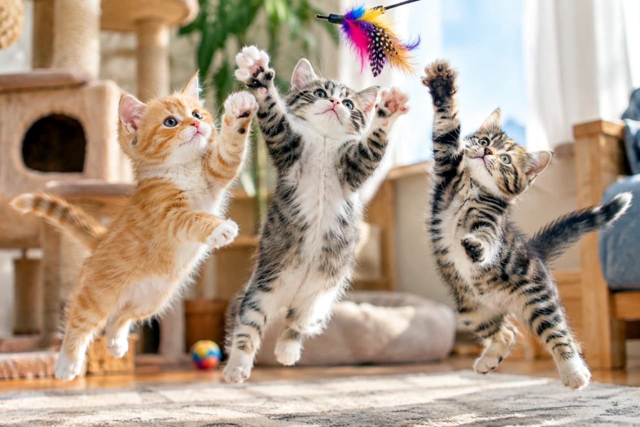 「奇跡のシンクロジャンプ！🐾おもちゃめがけて一斉に飛び跳ねる無邪気な姿に、思わず笑顔になりますね✨」Ultra-realistic high-quality photograph of three energetic mixed-breed kittens leaping simultaneously across a carpeted floor toward a colorful feather wand. An orange-and-white kitten, a brown tabby-and-white kitten spreading its paws wide mid-air, and a tabby kitten jump joyfully in a bright room with a cat tower. 明るい室内の絨毯の上で、カラフルな羽根のおもちゃに跳びかかるミックス子猫3匹。左の茶トラ白と右のキジトラ、中央で両手足を広げて宙に浮くキジ白が輝く瞳でじゃれ合う。キャットタワーと木漏れ日が彩る爽快な情景