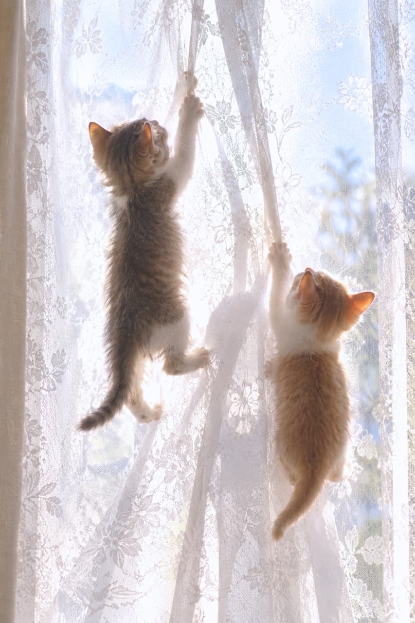 「カーテン登りの大冒険！🐾朝の光に包まれて一生懸命背伸びする後ろ姿に、朝から心がぽかぽか温まりますね☀️」Ultra-realistic high-quality photograph of two adorable mixed-breed kittens climbing a sheer white lace curtain. On the left, a fluffy tabby-and-white kitten climbs higher, while an orange-and-white kitten on the right reaches upward, their soft silhouettes illuminated by warm morning sunlight streaming through the fabric. 朝の光が差し込む白い花柄レースカーテンに小さな爪を引っ掛けてよじ登る2匹のミックス子猫。左側には高く登るふわふわなキジ白、右側には必死に手を伸ばす茶白の子猫が並ぶ。逆光に透ける繊細な被毛の輪郭とレースの影が温かくノスタルジックな情景