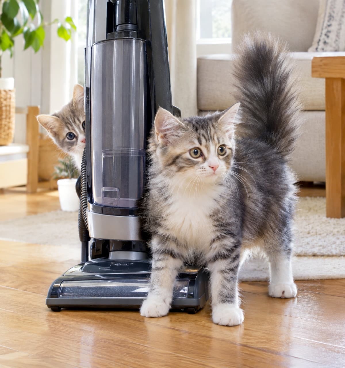 「ボクがここを守るニャ！😾ボワッと膨らんだしっぽと、後ろからのぞく不安げなお顔に勇気をもらえますね🐾✨」Ultra-realistic high-quality photograph of two fluffy Siberian-style silver tabby-and-white kittens reacting to an upright vacuum cleaner in a bright living room. In the foreground, one kitten stands bravely like a guard with its bushy tail puffed up, while another peeks cautiously from behind the machine under soft daylight. 明るい自然光が注ぐリビングで、直立する掃除機を警戒するサイベリアン風のサバトラ白子猫2匹。手前の子猫は豊かな尻尾を太く逆立てて勇敢に立ち塞がり、掃除機の左側からはもう1匹が大きな瞳で不安そうに顔を覗かせる。フローリングの木目とソファが日常の温もりを添える情景