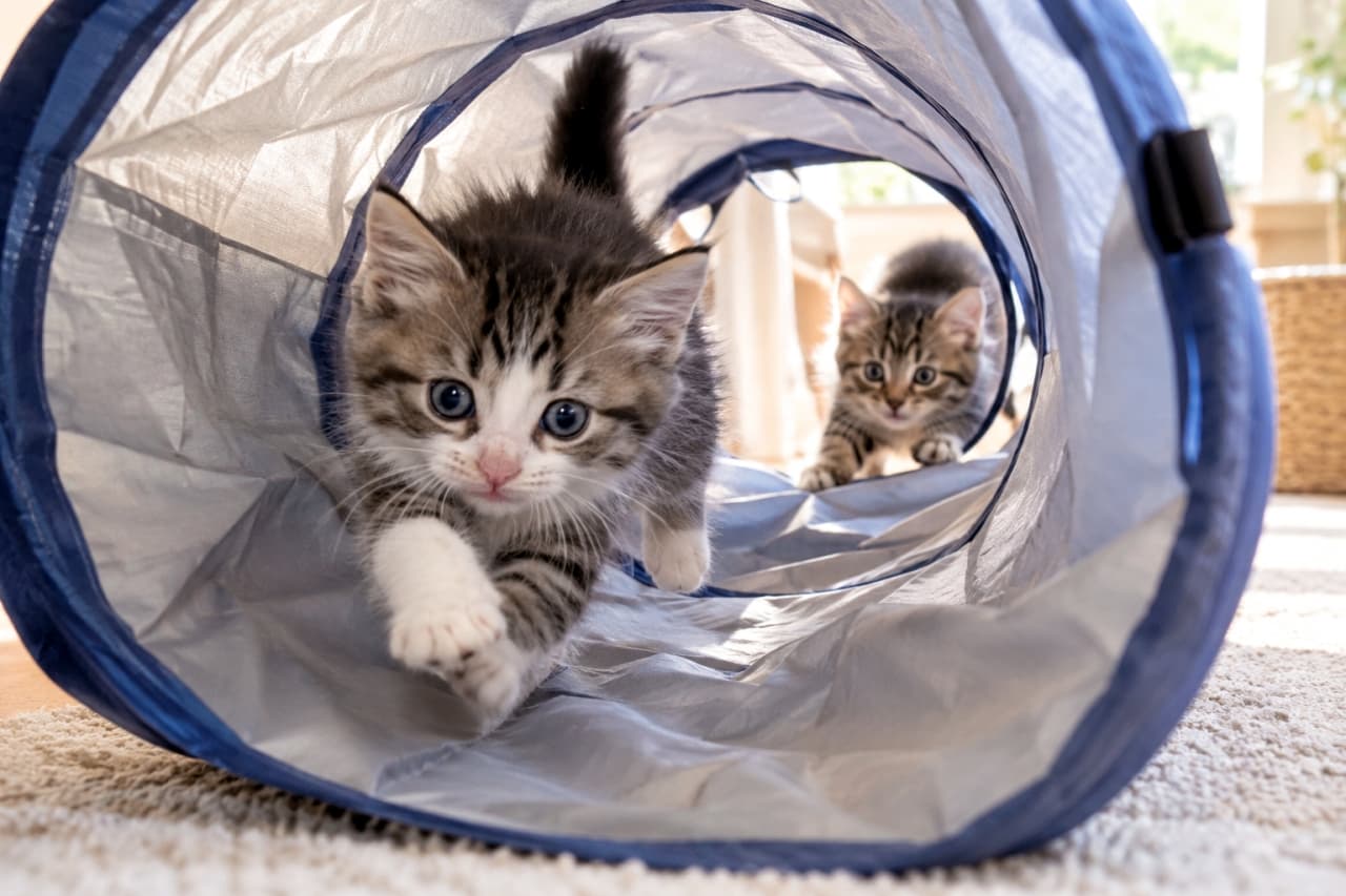 「トンネルを抜けて猛ダッシュ！💨待ち伏せするお友達めがけて突進する、元気いっぱいな姿にパワーをもらえますね🐾✨」Ultra-realistic high-quality photograph of two playful mixed-breed kittens inside a blue-and-white fabric play tunnel on a carpeted floor in a sunlit living room. In the foreground, a tabby-and-white kitten with wide blue-grey eyes sprints toward the camera with outstretched paws, while a tabby kitten crouches at the far end ready to pounce under soft natural light. 明るいリビングのカーペット上で、青と白の布製トンネルを全力疾走するミックスのキジ白子猫。澄んだ青灰色の瞳を輝かせて前足を伸ばし勢いよく突進する姿と、奥の出口で身を低くして飛びかかろうとするキジトラ子猫。差し込む柔らかな自然光が子猫たちの躍動感と被毛の柔らかさを際立たせる情景