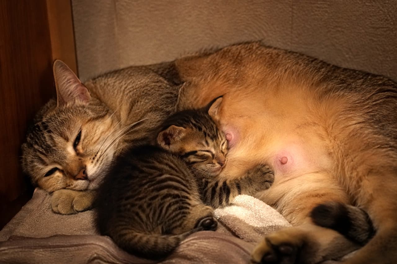 「お母さんのお腹に手を添えてスヤスヤ💤見ているだけで優しい気持ちになれる、キジトラ親子の幸せな寝顔です🌿」Ultra-realistic high-quality photograph of a strongly brown-tinted tabby mother and kitten sleeping close together on a soft blanket against a wood-grain wall. The mother cat sleeping peacefully with her eyes closed, and the kitten resting its small front paw on her belly with a completely relaxed expression, are vividly depicted under warm lighting. 木目調の壁を背景に、柔らかな毛布の上で身を寄せ合って眠る茶色味の強いキジトラ親子。目を閉じてスヤスヤと眠る母猫と、そのお腹に小さな前足を乗せて安心しきった表情で眠る子猫の姿が、温かみのある照明の下で克明に描写されています