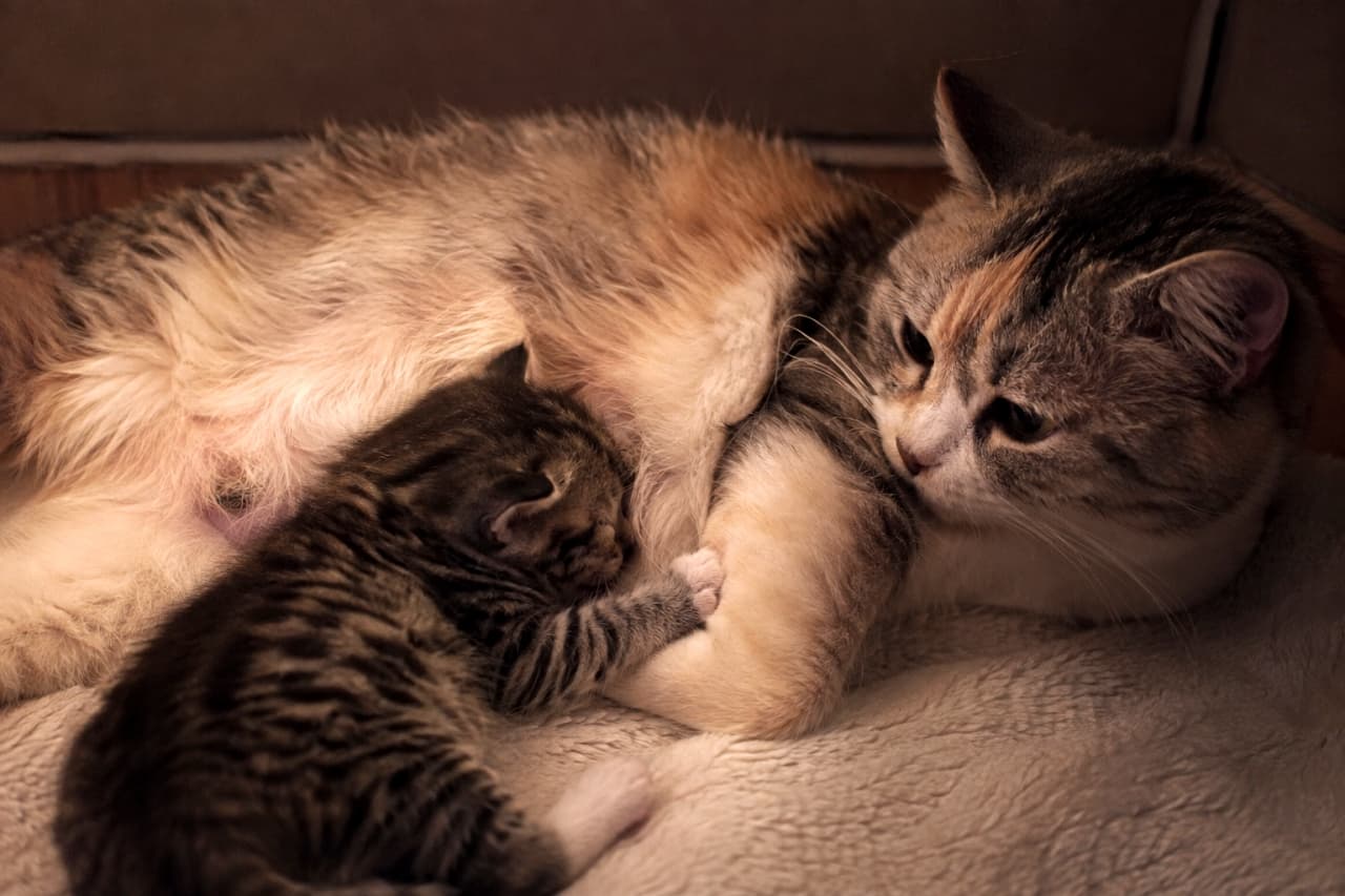 「ママの腕は絶対に離さないニャン🐾ぎゅっと抱きついて眠る甘えん坊な姿に癒やし度MAXです🌟」Ultra-realistic high-quality photograph of a gentle calico-tabby mother cat resting on a soft white blanket. A tiny tabby kitten is tightly hugging her arm with both paws, sleeping peacefully, highlighted by dramatic, subdued warm lighting. 白い柔らかなブランケットの上で、優しい表情を浮かべる縞三毛（パッチドタビー＆ホワイト）の母猫。その腕に両手でしっかりと抱きつき、安心しきって眠るキジトラの子猫の愛らしい姿が、少しトーンを落とした落ち着いた照明によってドラマチックに描き出されています