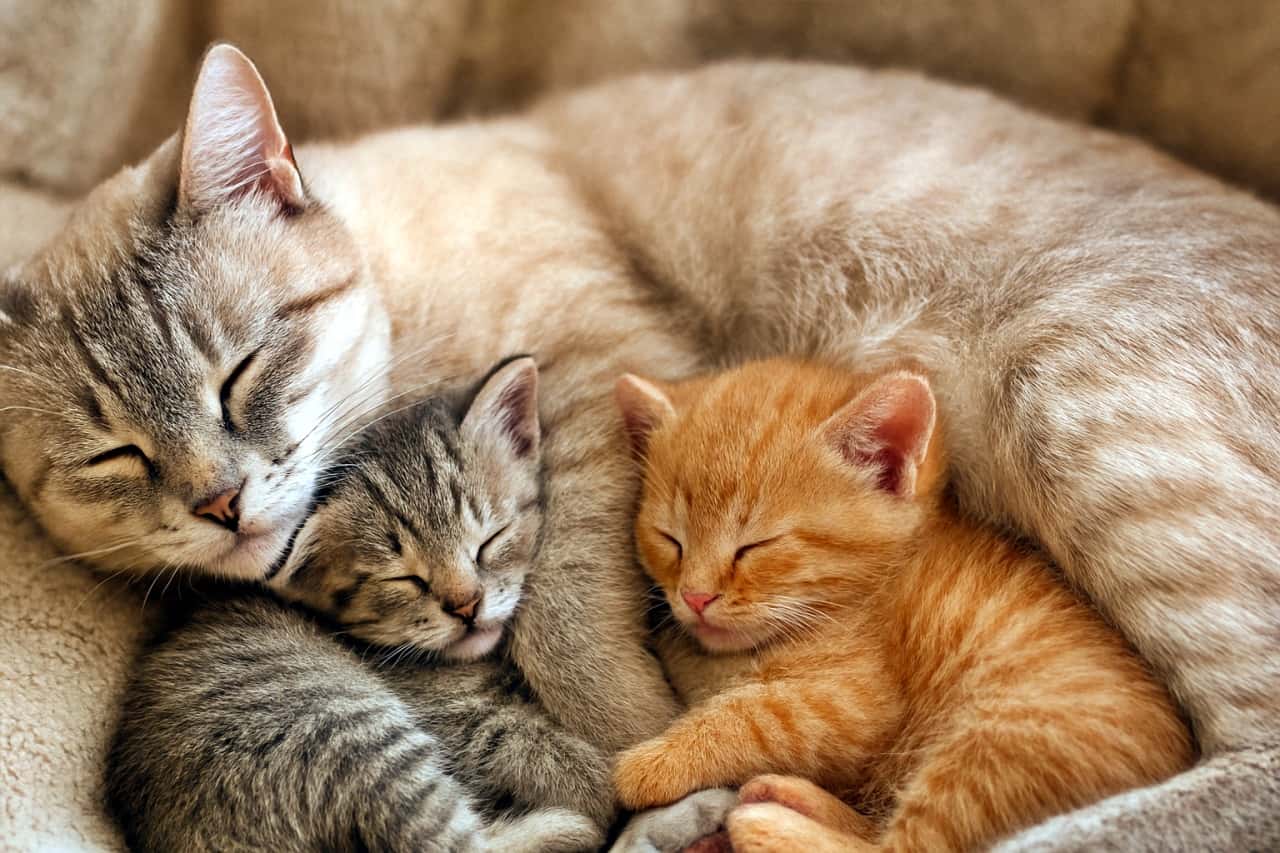 「ふわふわ家族、夢の中でもぎゅっと一緒に…💤🐾」A beige adult cat sleeps while cuddling two kittens—one gray tabby and one orange tabby—showing a peaceful moment of feline bonding. ベージュの成猫が、灰色の縞模様の子猫とオレンジの縞模様の子猫を抱きしめながら眠っている、穏やかな猫の絆の瞬間