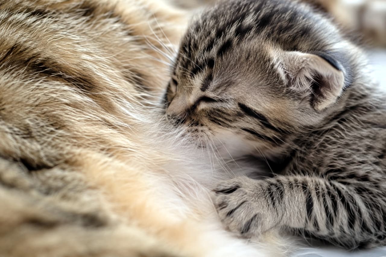 「ママのぬくもりを感じながらスヤスヤ💤小さな手を添えて眠る子猫のドアップ寝顔がたまらなく可愛いです💖」Ultra-realistic high-quality close-up photograph of a sleeping brown tabby kitten resting its face happily against its mother's thick fur. The kitten's tiny paw, the M-shaped mark on its forehead, and the soft, voluminous texture of the mother's coat are highly detailed with beautiful depth of field. キジトラ親猫の豊かな被毛に顔をすり寄せ、幸せそうに目を閉じて眠るキジトラ子猫のクローズアップ写真。子猫の小さな前足が親猫の毛に添えられており、額のM字模様やヒゲの1本1本、そして親猫の柔らかくボリューミーな毛並みが、美しい被写界深度によって極めてリアルに表現