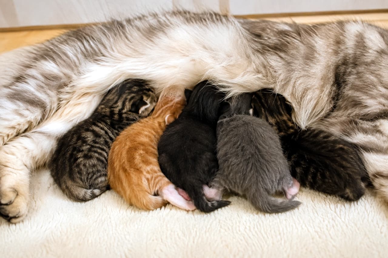 「キジ、茶、黒、グレー！カラフルな子猫たちが勢揃いした、お母さんのお腹の上の大渋滞が最高に可愛いです💕」Ultra-realistic high-quality photograph of a beautiful long-haired silver tabby mother cat lying on a white rug. Four colorful kittens—brown tabby, ginger, black, and blue-gray—are lined up burying their faces in her belly to share the warmth in natural light. 白いラグの上で横たわる美しいシルバータビーの長毛母猫のお腹に、キジトラ、茶トラ、黒、ブルーグレーの4匹のカラフルな子猫たちが一直線に並んで顔を埋め、温もりを分け合う様子が自然光の中で立体的に捉えられています