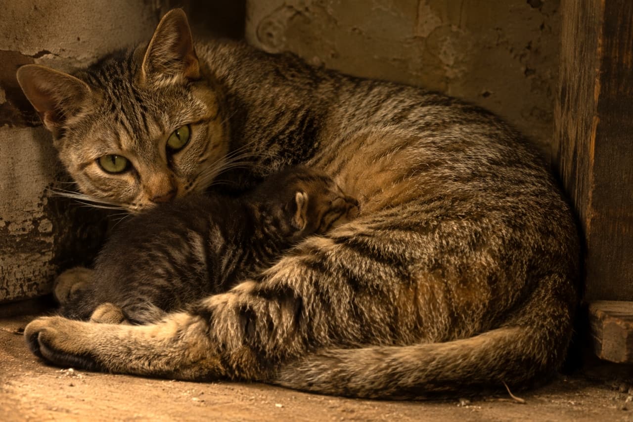 「ママのそばが一番安心だニャ💕力強い眼差しのお母さん猫と、スヤスヤ眠る子猫の姿に癒されますね🐾」Ultra-realistic high-quality photograph of a green-eyed brown tabby mother cat looking directly at the camera, while her tiny, dark-striped kitten sleeps peacefully nestled against her belly in a rustic wooden corner illuminated by warm lighting. 薄暗くも温かい光が差し込む素朴な木枠の隅で、エメラルドグリーンの瞳でじっとこちらを見つめるキジトラの母猫。そのお腹には、濃い縞模様を持つ小さな子猫が顔を埋めて安心しきった様子で眠っています。親子の強い絆と被毛の柔らかな質感が克明に描かれた一枚