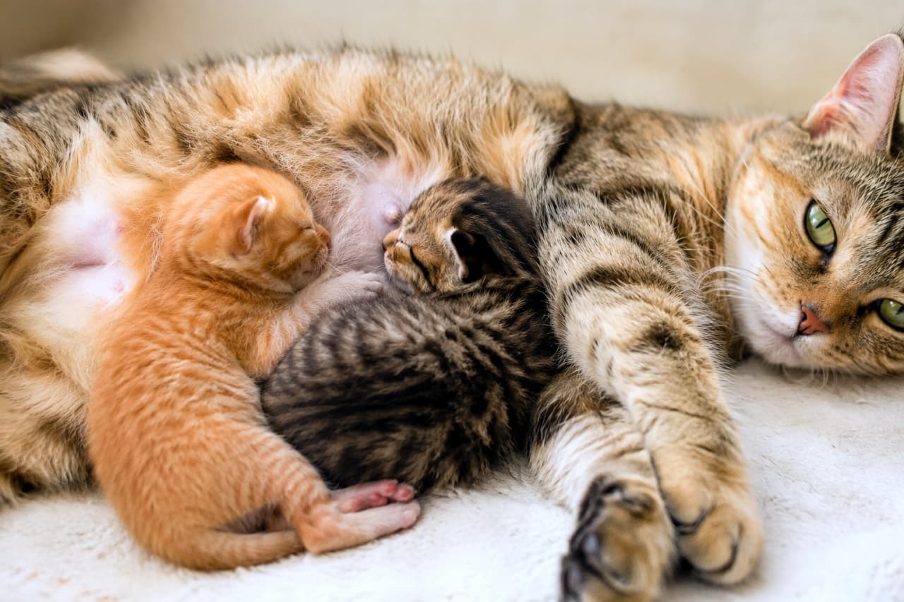 「優しい眼差しで見守るお母さん猫👀その横で団子になって眠る子猫たちの姿に、心がポカポカ温まりますね☀️」Ultra-realistic high-quality photograph of a brown tabby mother cat with beautiful green eyes looking quietly at the camera while lying on a soft white rug. Right beside her warm belly, two tiny kittens—a bright ginger and a dark tabby—are curled up together in a deep sleep, captured in high definition. 柔らかな白いラグの上で横たわり、美しいグリーンの瞳で静かにカメラを見つめるキジトラの母猫。そのぽかぽかとしたお腹のすぐそばには、鮮やかな茶トラとダークなキジトラの小さな2匹の子猫が、身を寄せ合って丸くなり深い眠りに落ちている様子が高精細に捉えられています