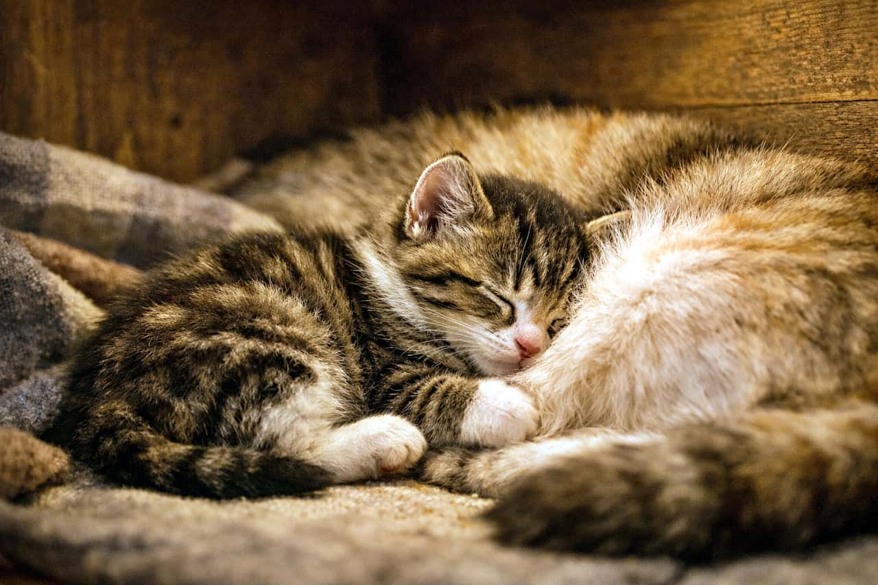 「お腹に顔をうずめてすやすや…ここがいちばん安心できる場所🐾」A kitten burrowing against its mother cat’s warm belly, sleeping peacefully in a quiet corner with soft, dim lighting. 静かな隅で、子猫が母猫の温かいお腹に顔をうずめて安心して眠っている様子