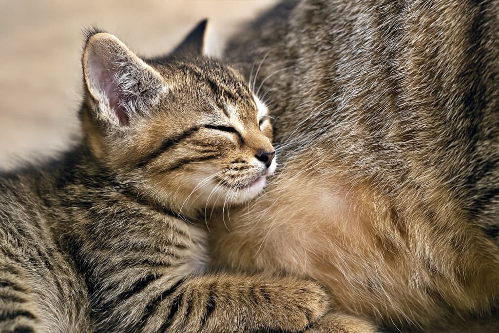 「そっと寄り添って、ママのリズムを感じる時間…かわいさが胸に響く」A realistic high‑resolution horizontal photo of a kitten pressing its cheek against the mother cat’s belly as if listening to her heartbeat. Soft natural light highlights the kitten’s tiny face and the mother’s warm fur, creating an intimate and peaceful moment. 子猫が母猫のお腹に頬を寄せ、まるで心音を聞いているかのような姿を写した、リアルで高解像度の横構図写真。柔らかな自然光が子猫の小さな顔と母猫の温かな毛並みを照らし、親密で穏やかな雰囲気を生み出している